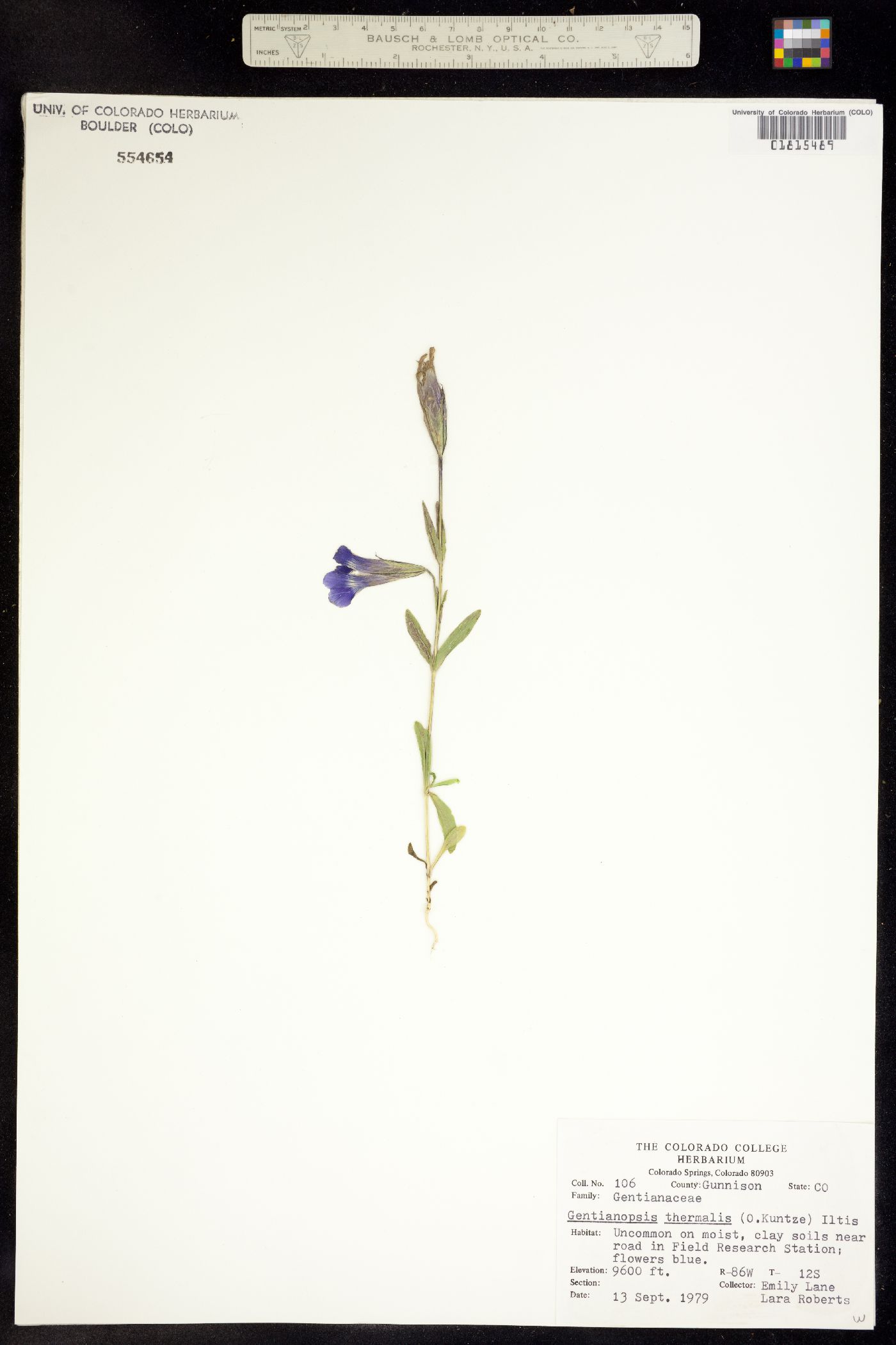 Gentianopsis thermalis image