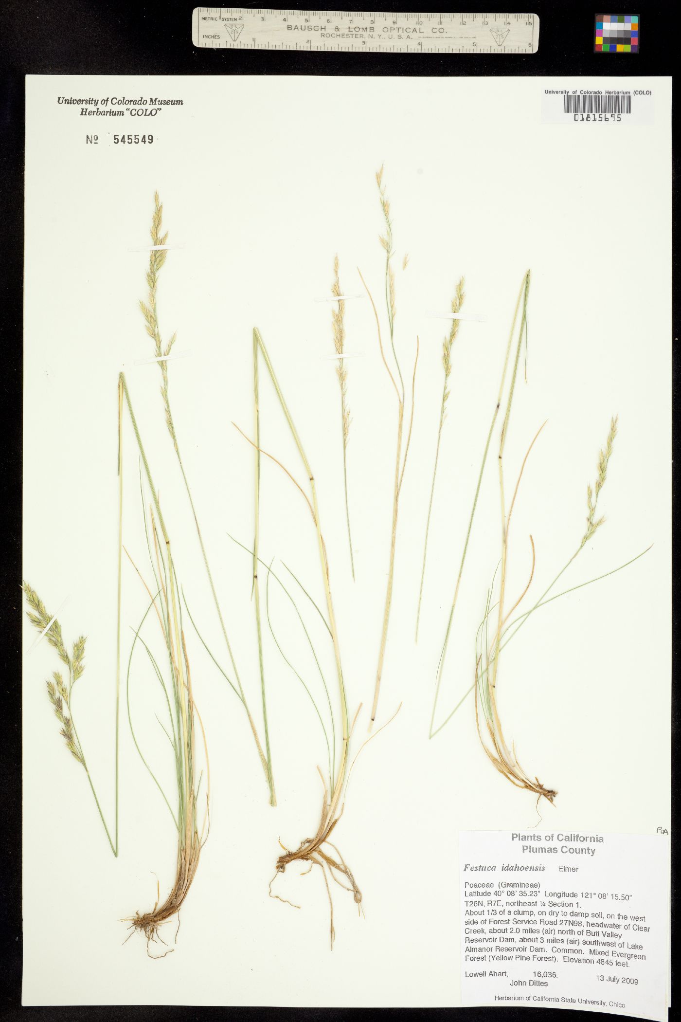 Festuca idahoensis image