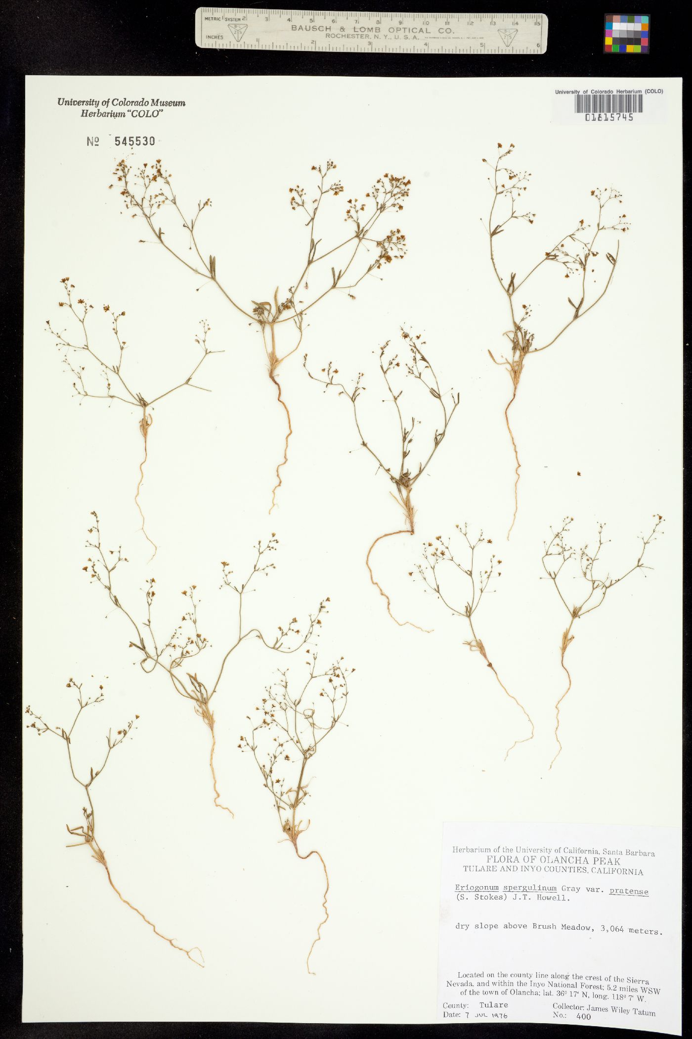 Eriogonum spergulinum image
