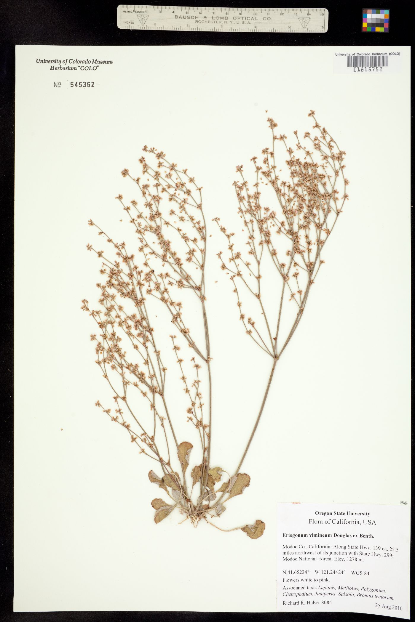 Eriogonum vimineum image