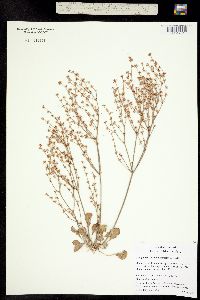 Image of Eriogonum vimineum