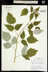 Image of Rubus leucodermis