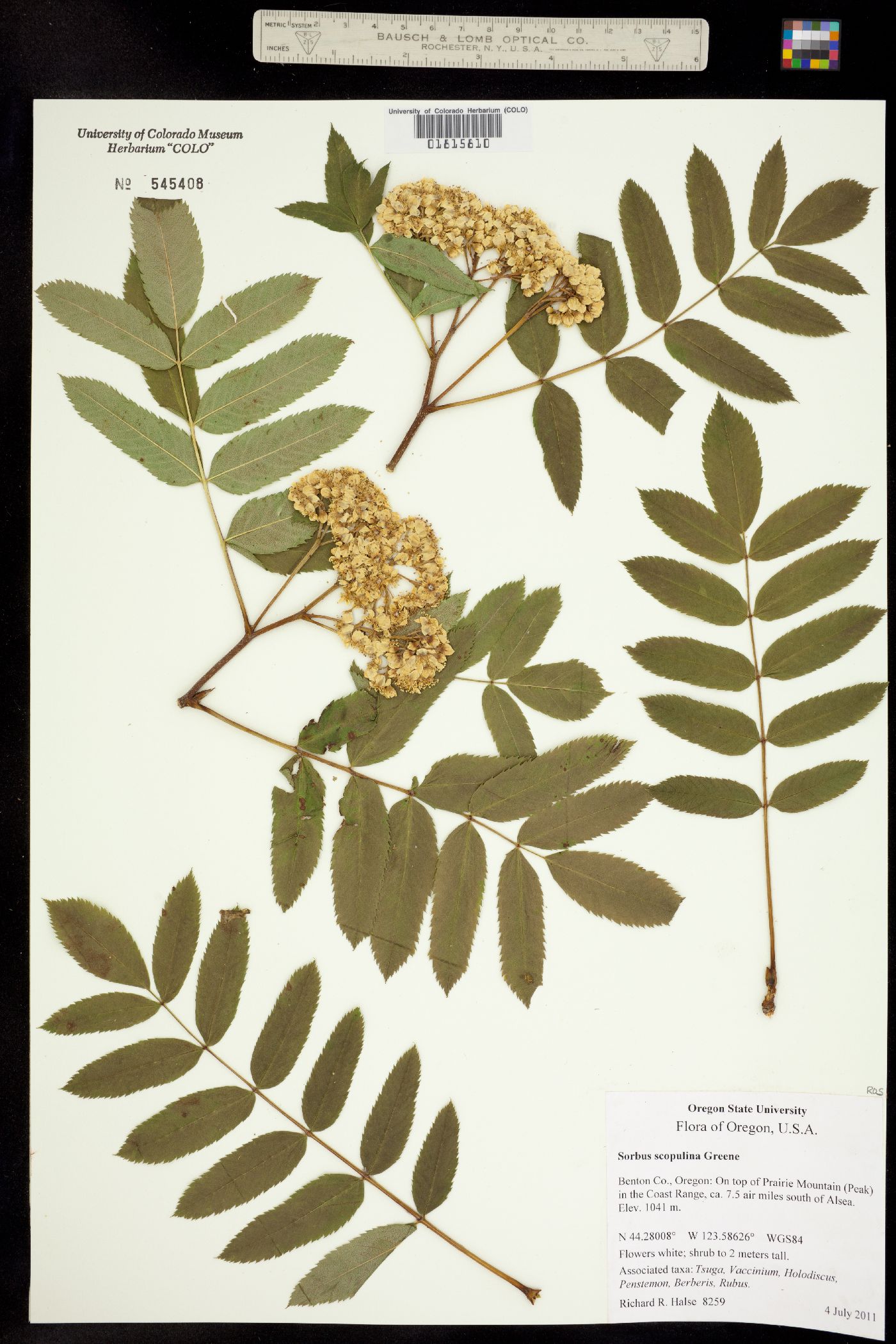 Sorbus scopulina image