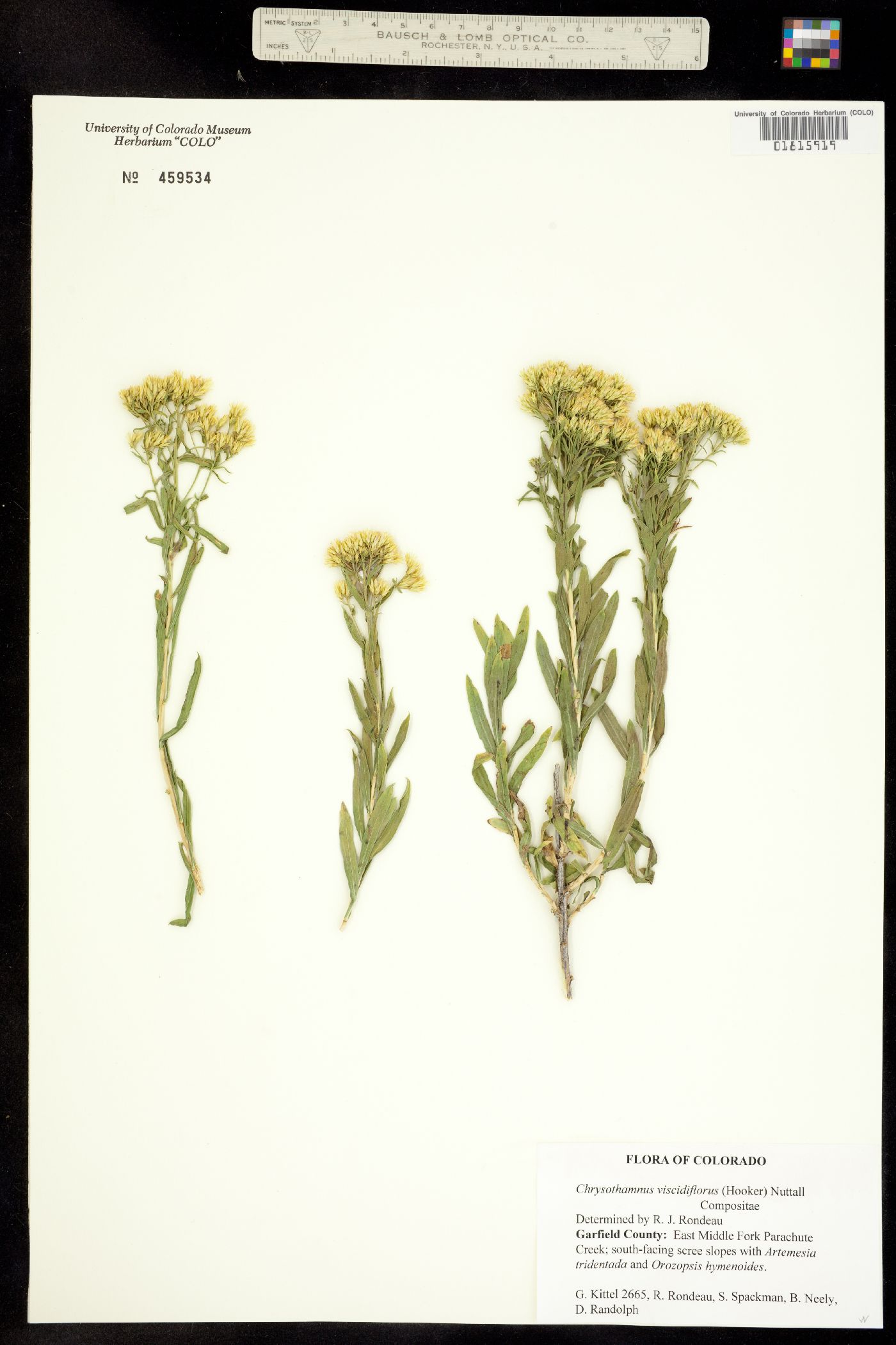 Chrysothamnus viscidiflorus image