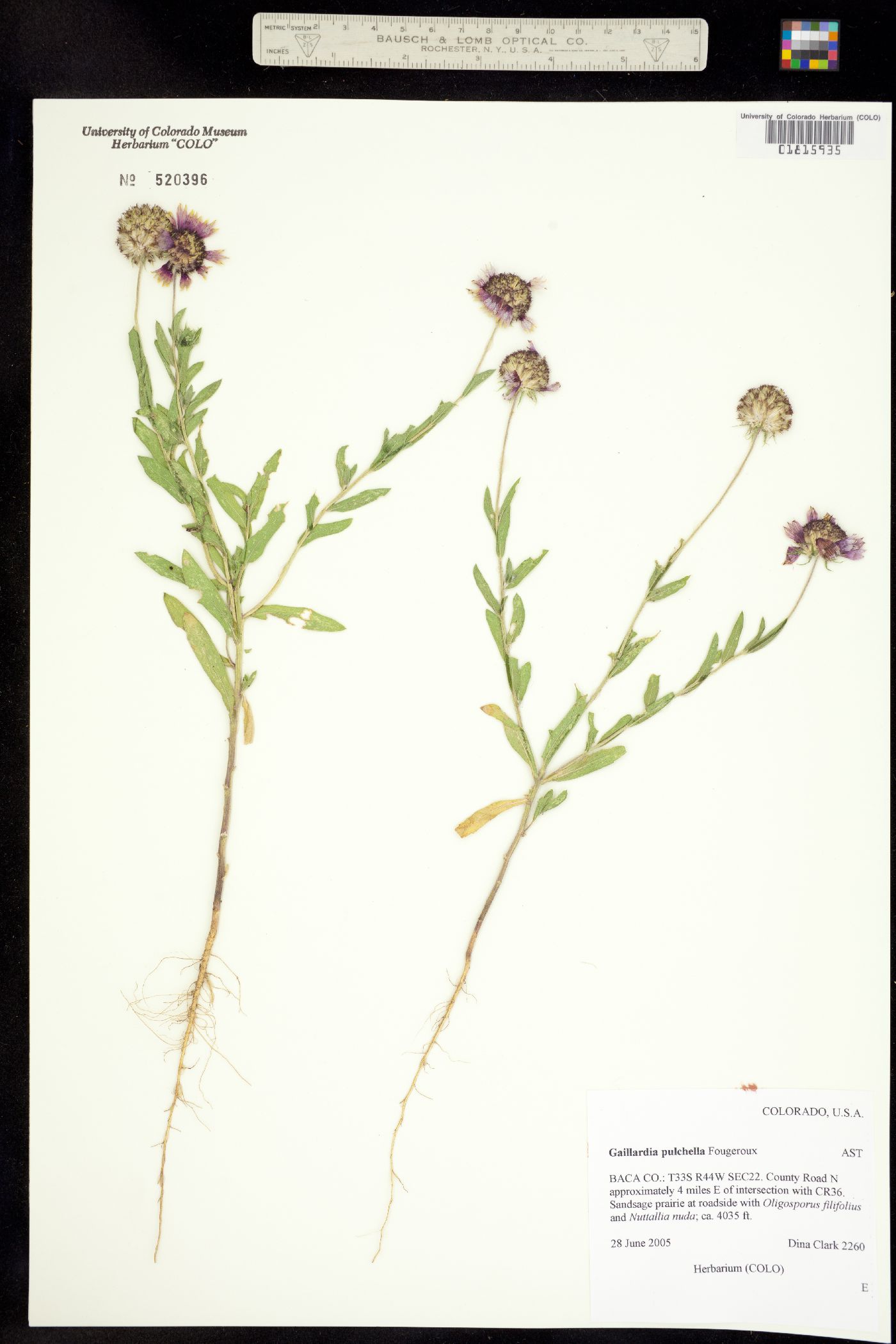 Gaillardia pulchella image