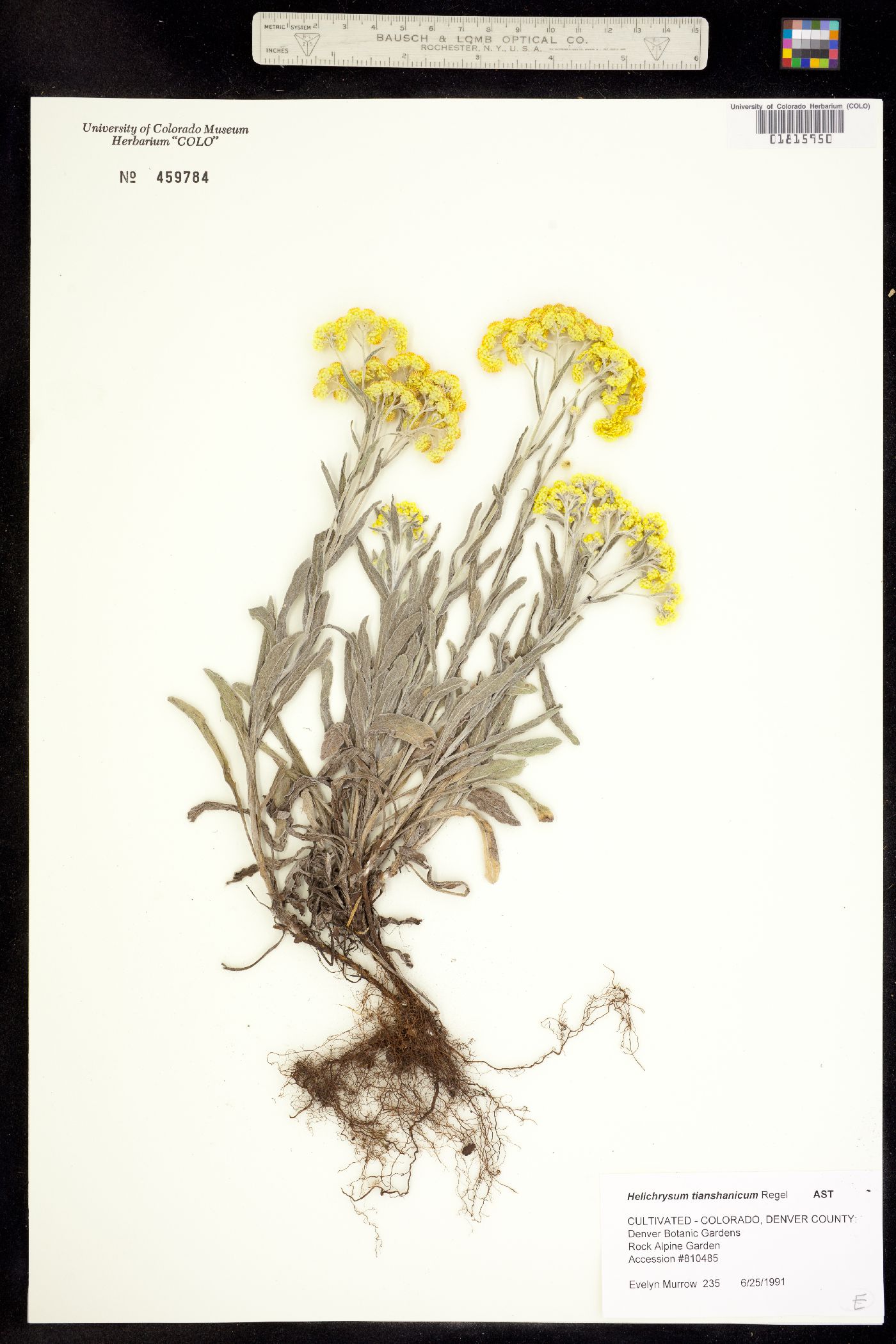 Helichrysum tianshanicum image