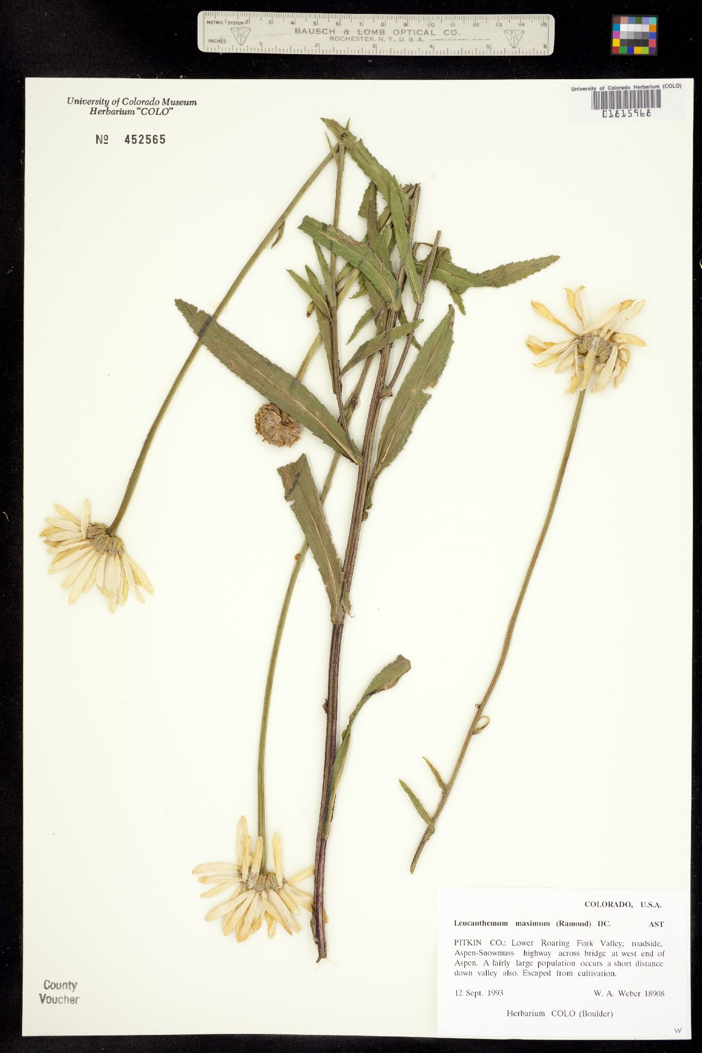 Leucanthemum maximum image