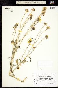 Verbesina encelioides subsp. encelioides image