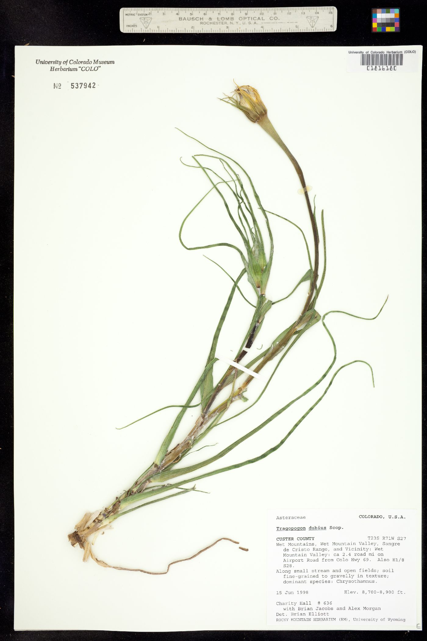 Tragopogon dubius image