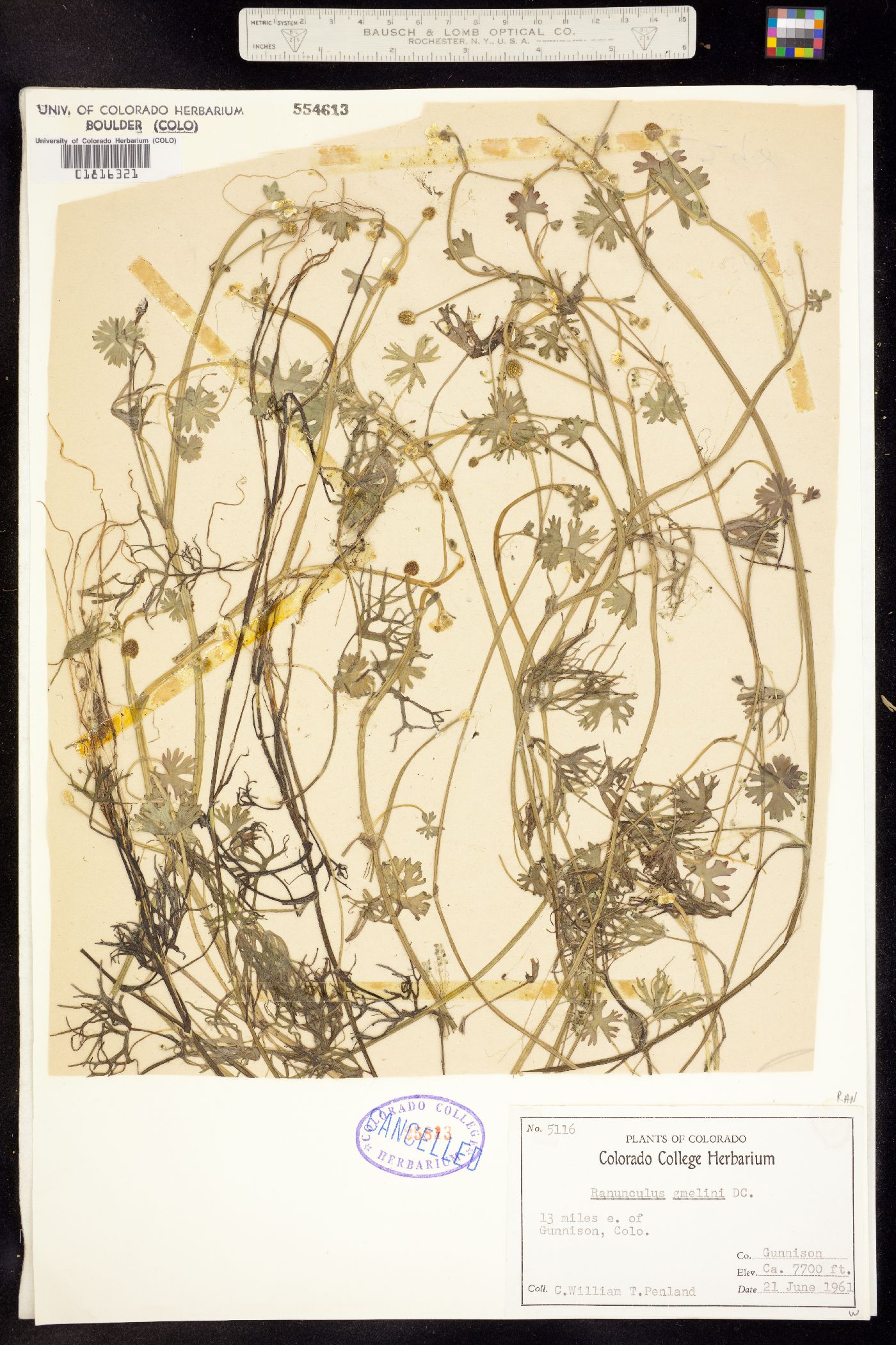Ranunculus gmelinii image
