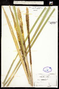 Image of Typha latifolia