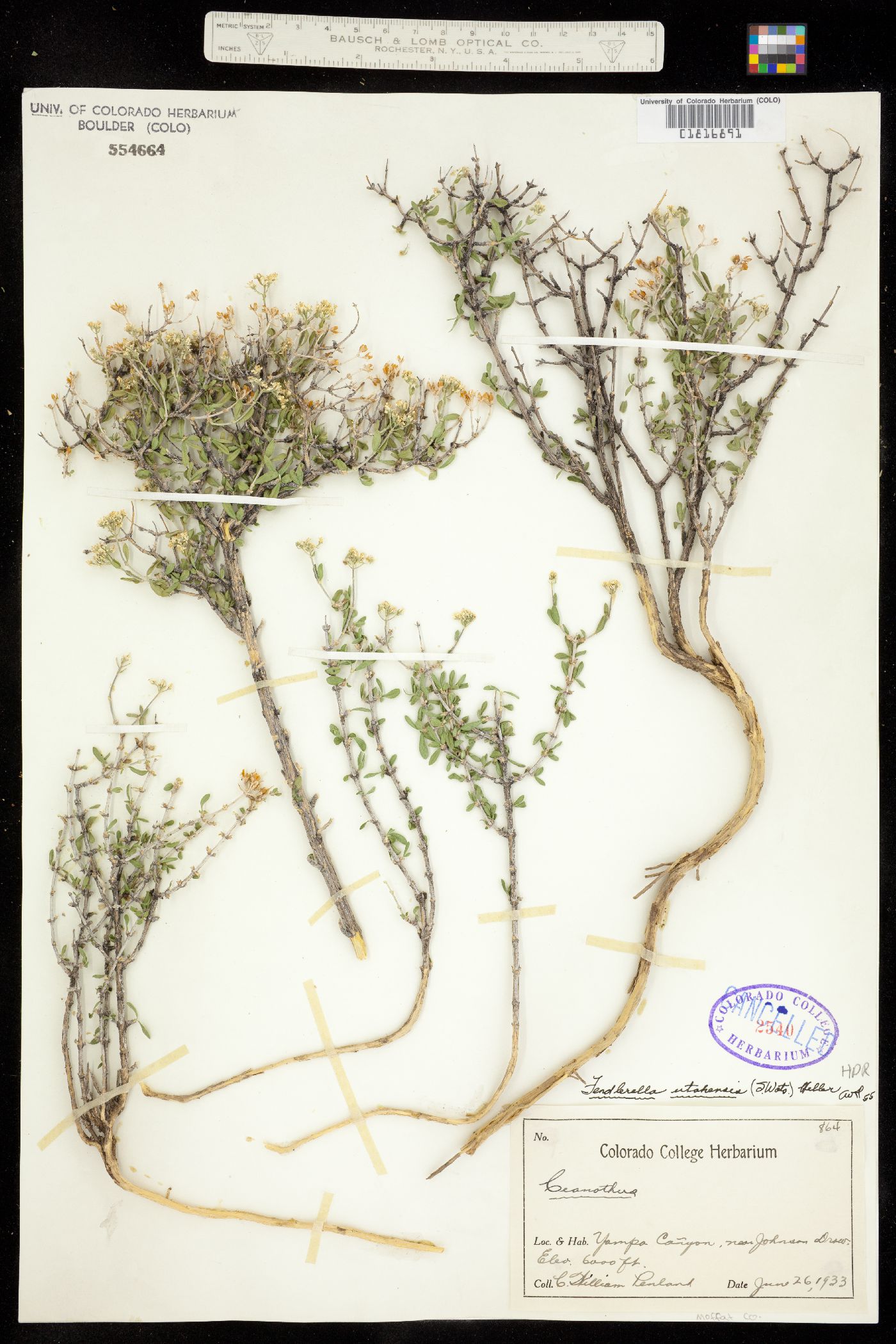 Fendlerella utahensis image