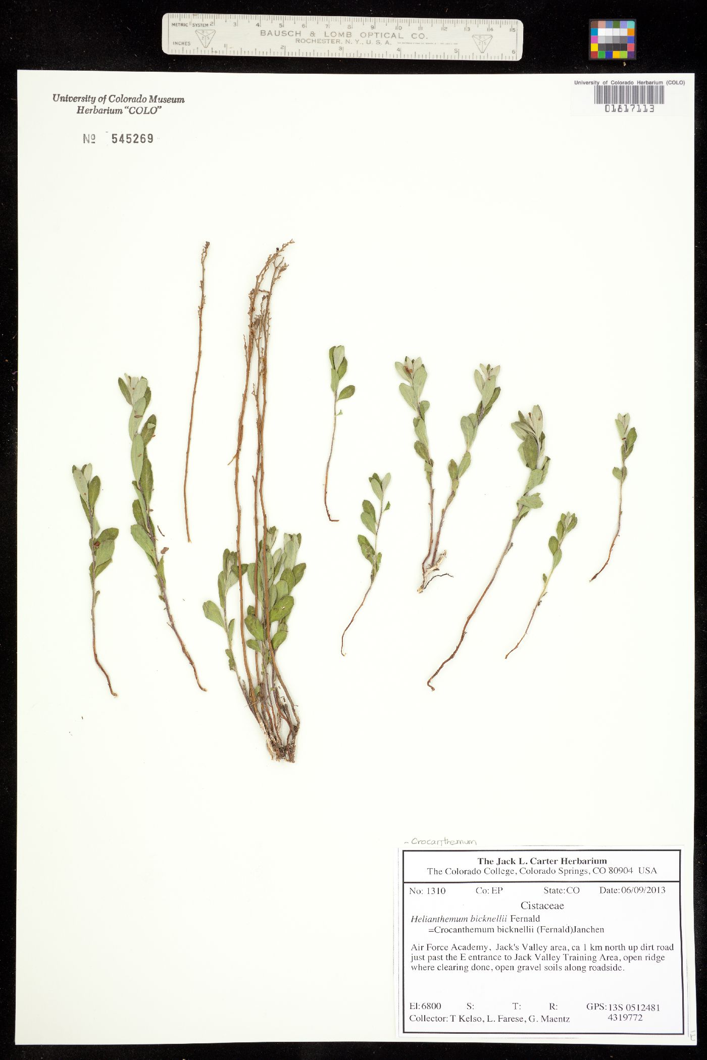 Helianthemum bicknellii image