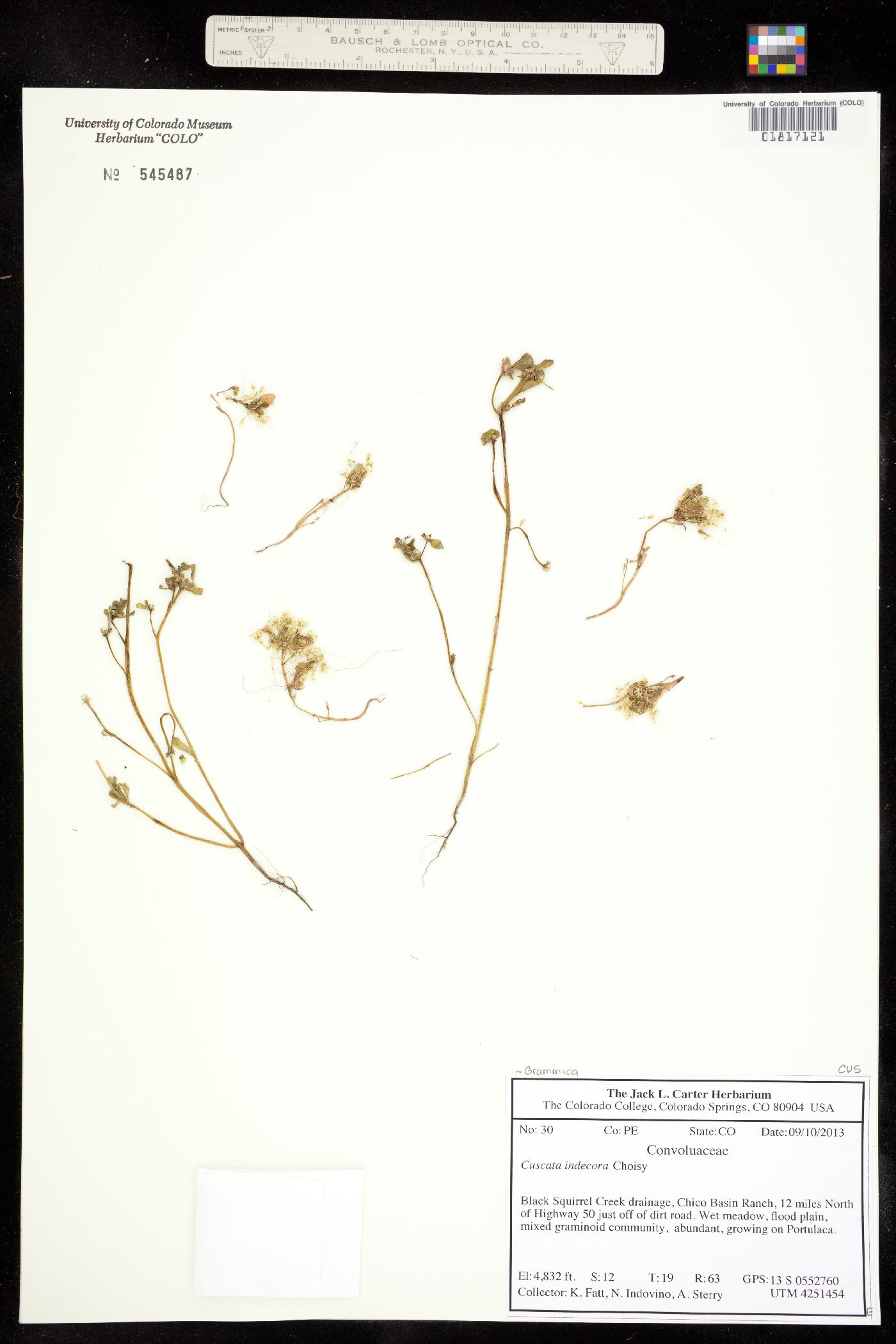 Grammica indecora image