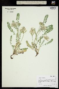 Astragalus parryi image