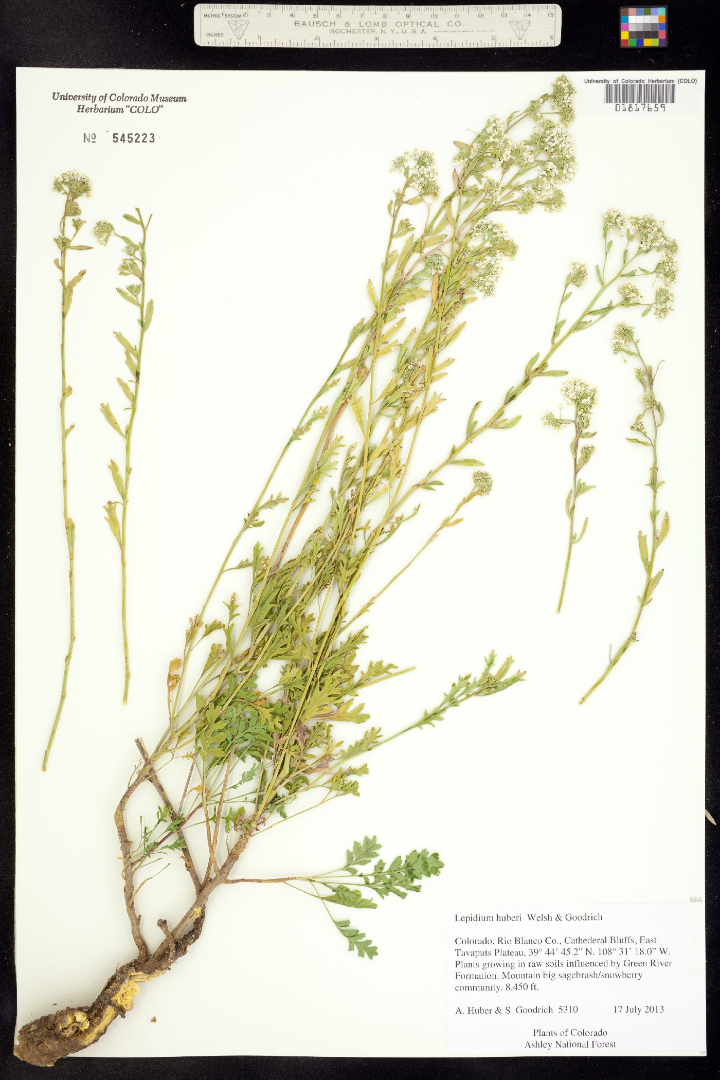 Lepidium huberi image