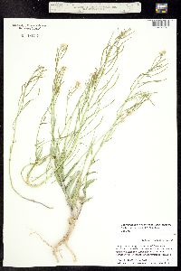 Thelypodiopsis elegans image