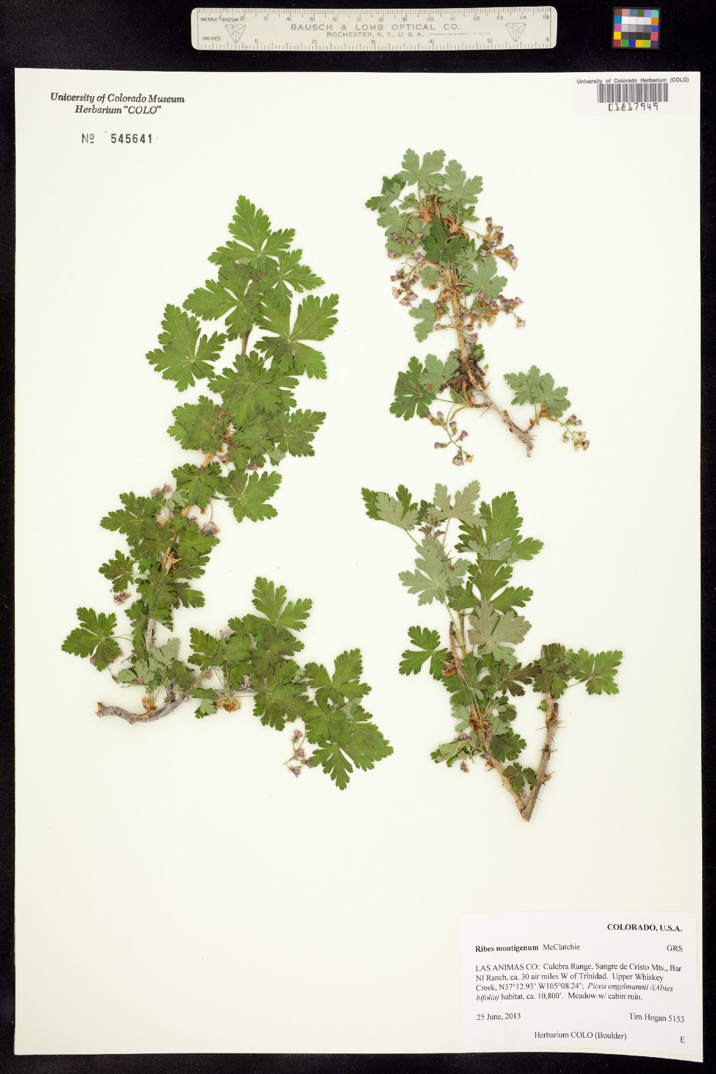 Ribes montigenum image