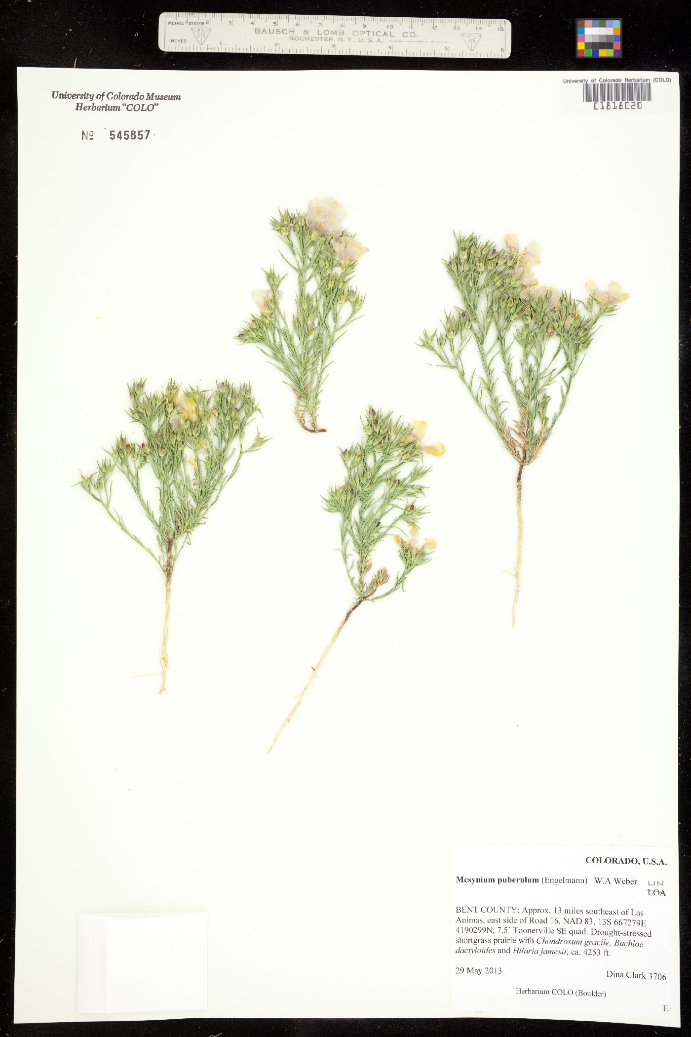 Mesynium image