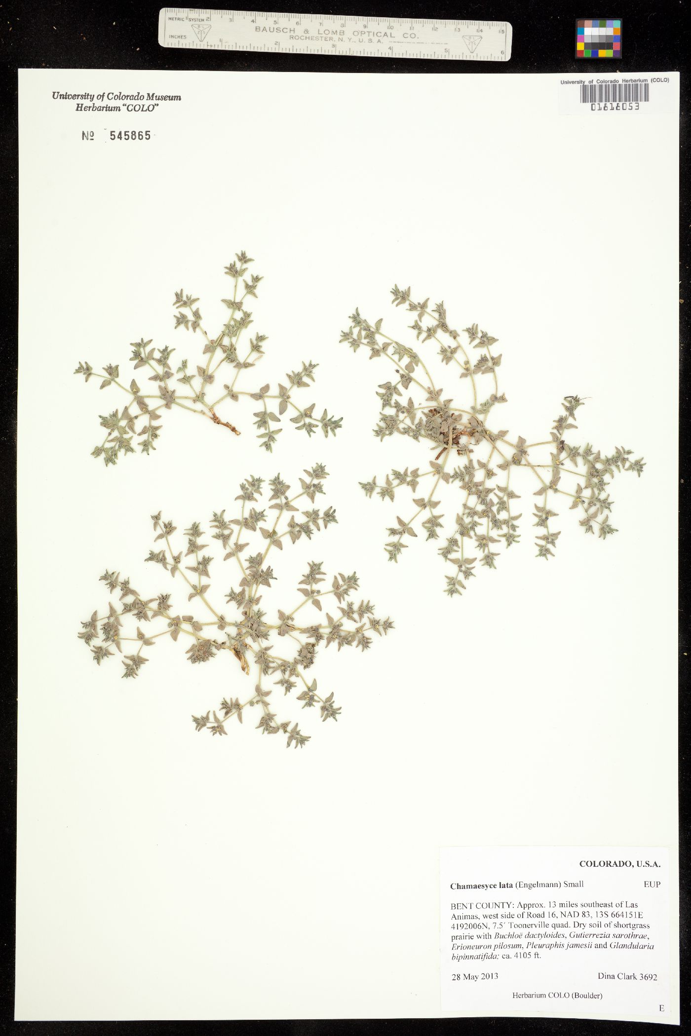 Euphorbia lata image