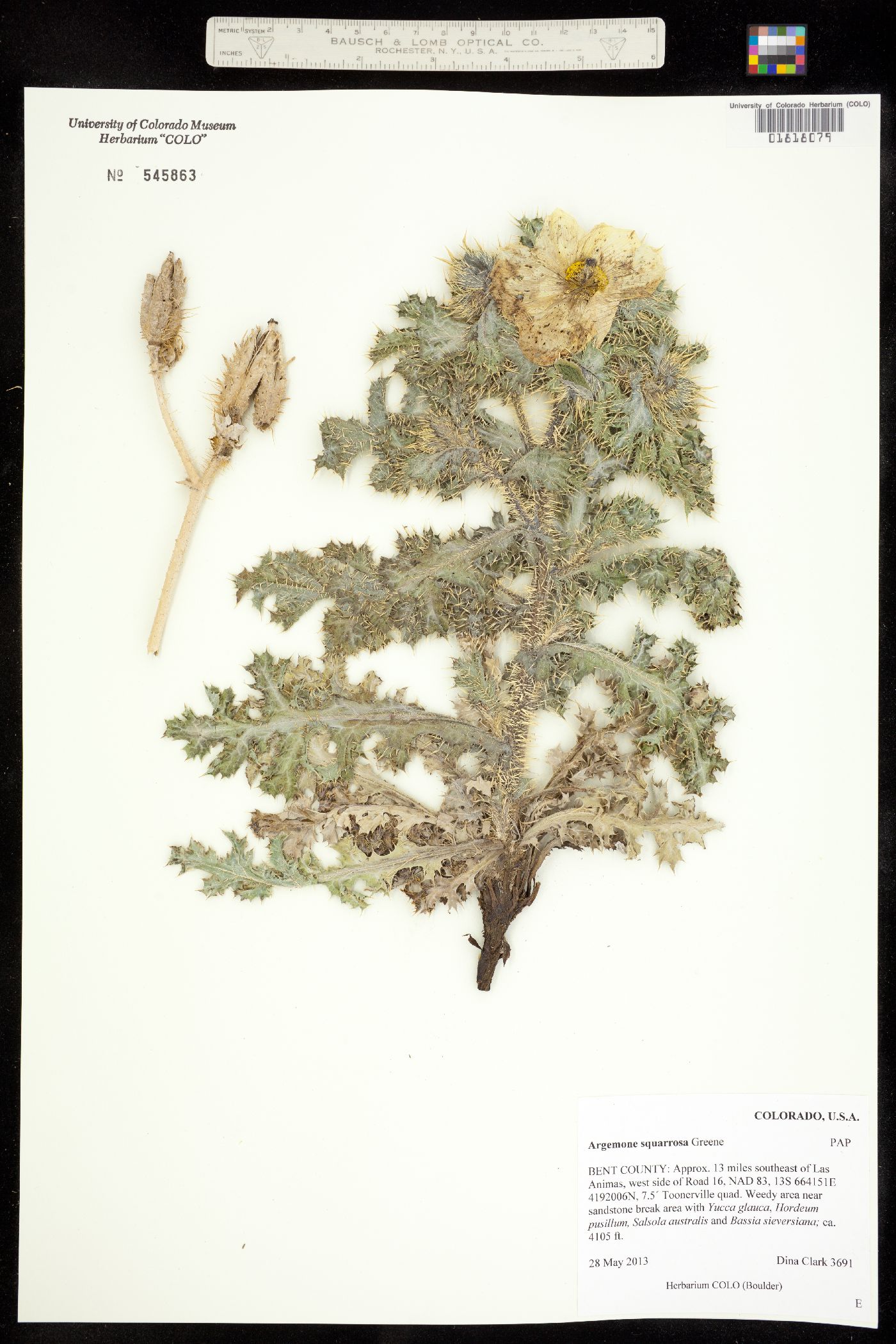 Argemone squarrosa image