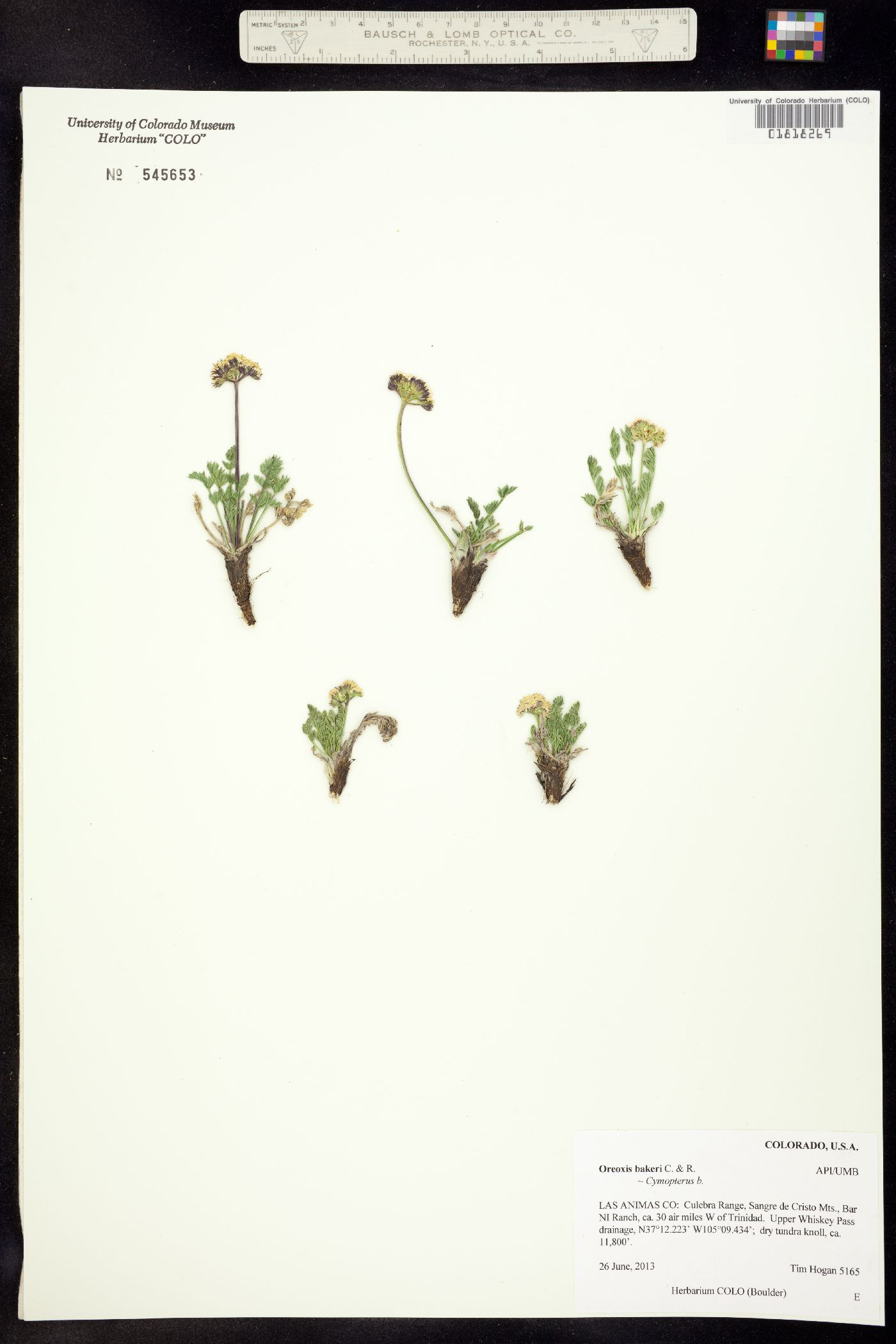 Oreoxis bakeri image