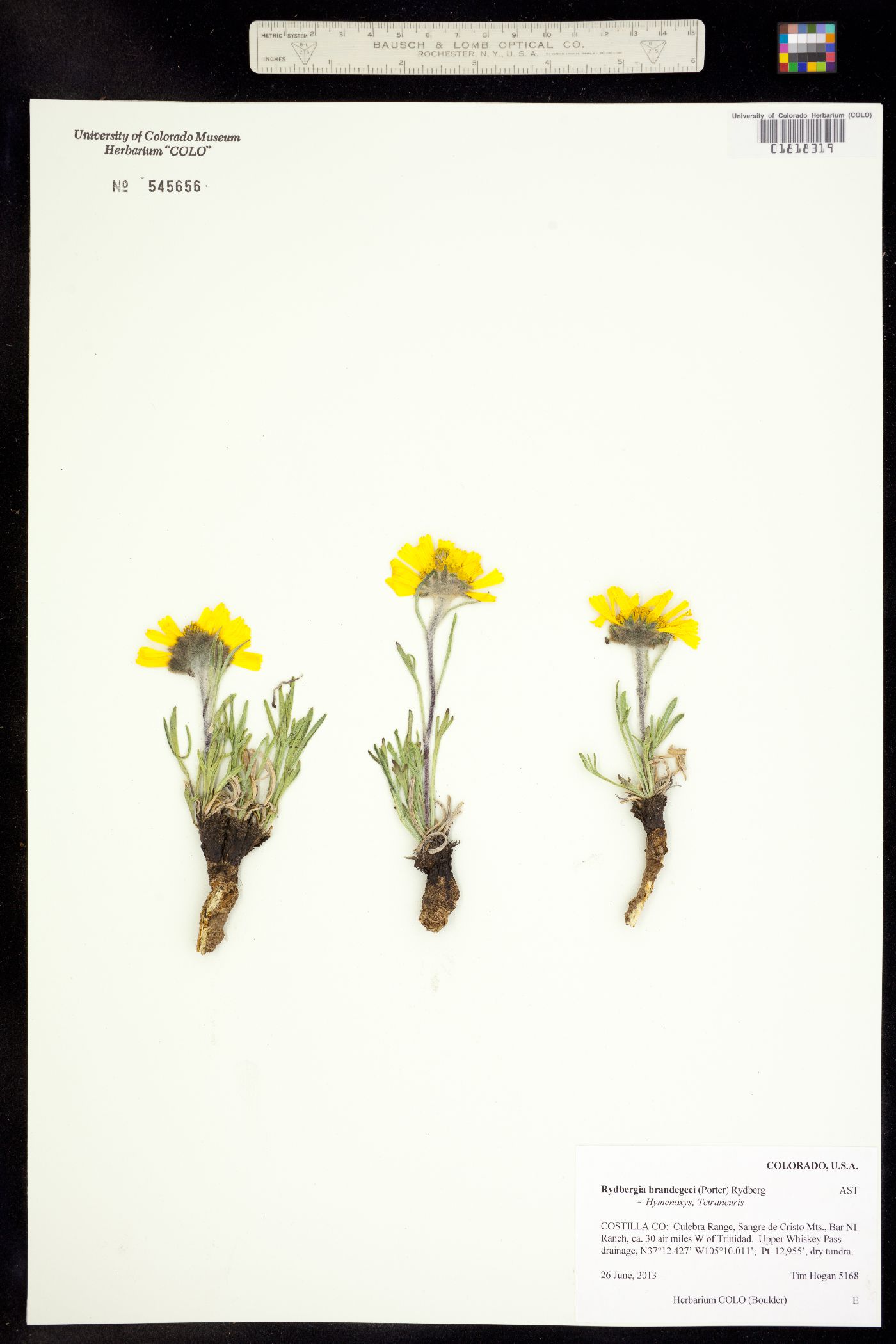 Rydbergia brandegei image