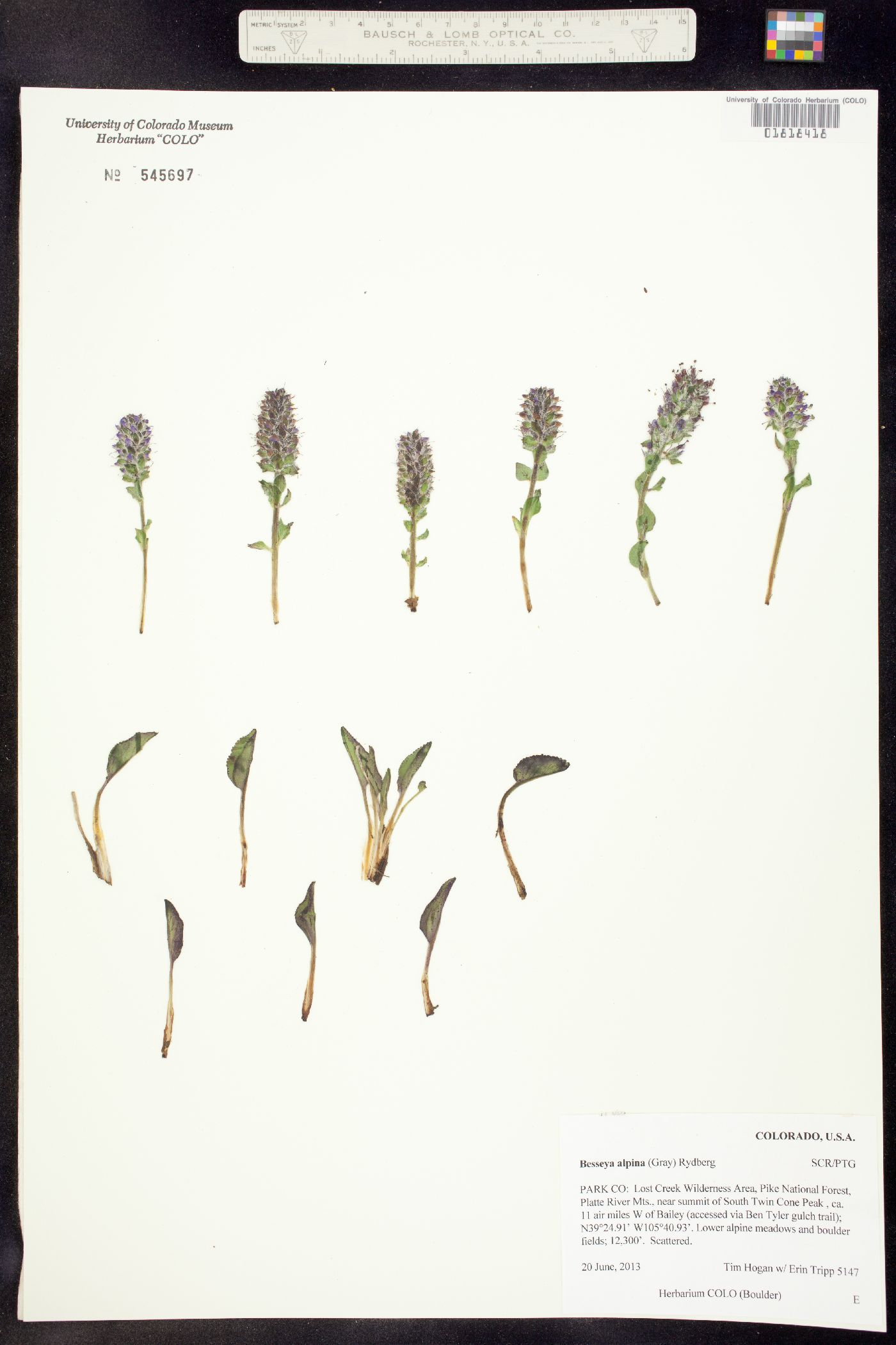 Synthyris alpina image