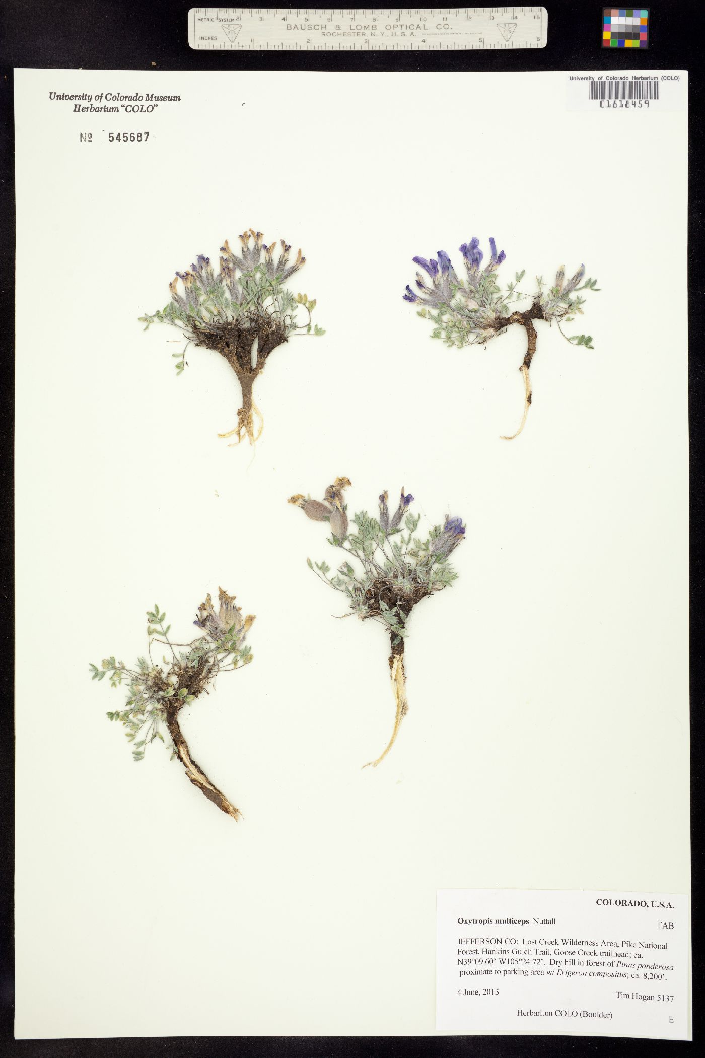 Oxytropis multiceps image