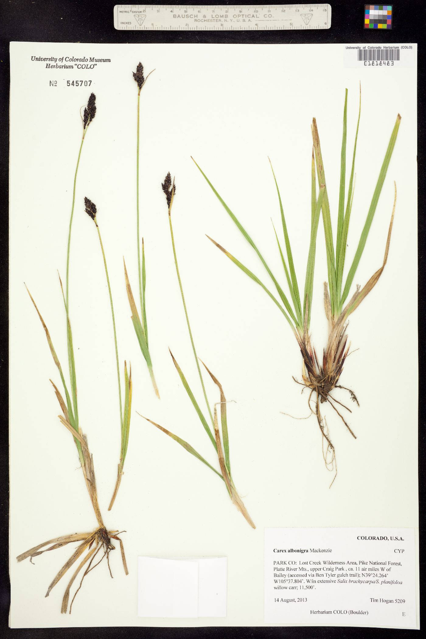 Carex albo-nigra image