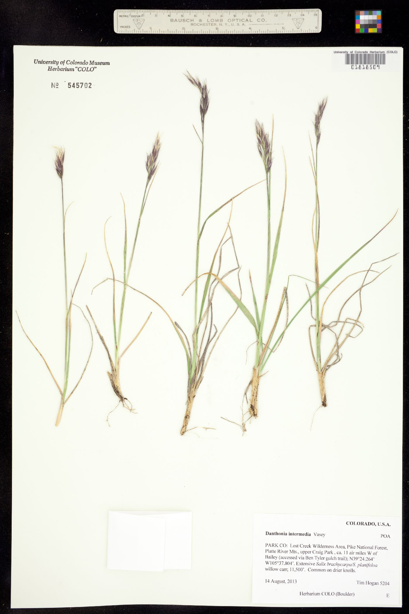 Danthonia intermedia image