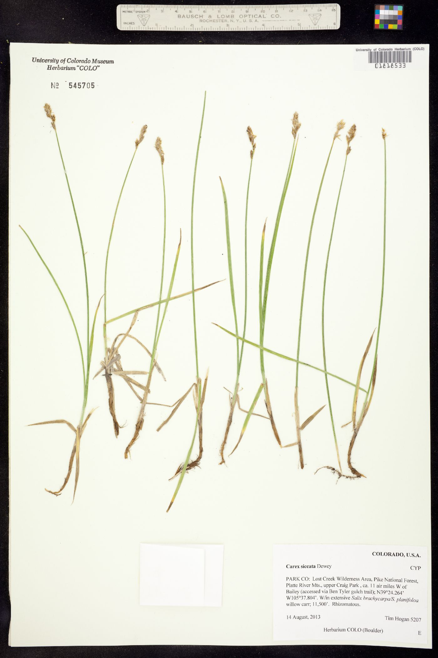 Carex siccata image
