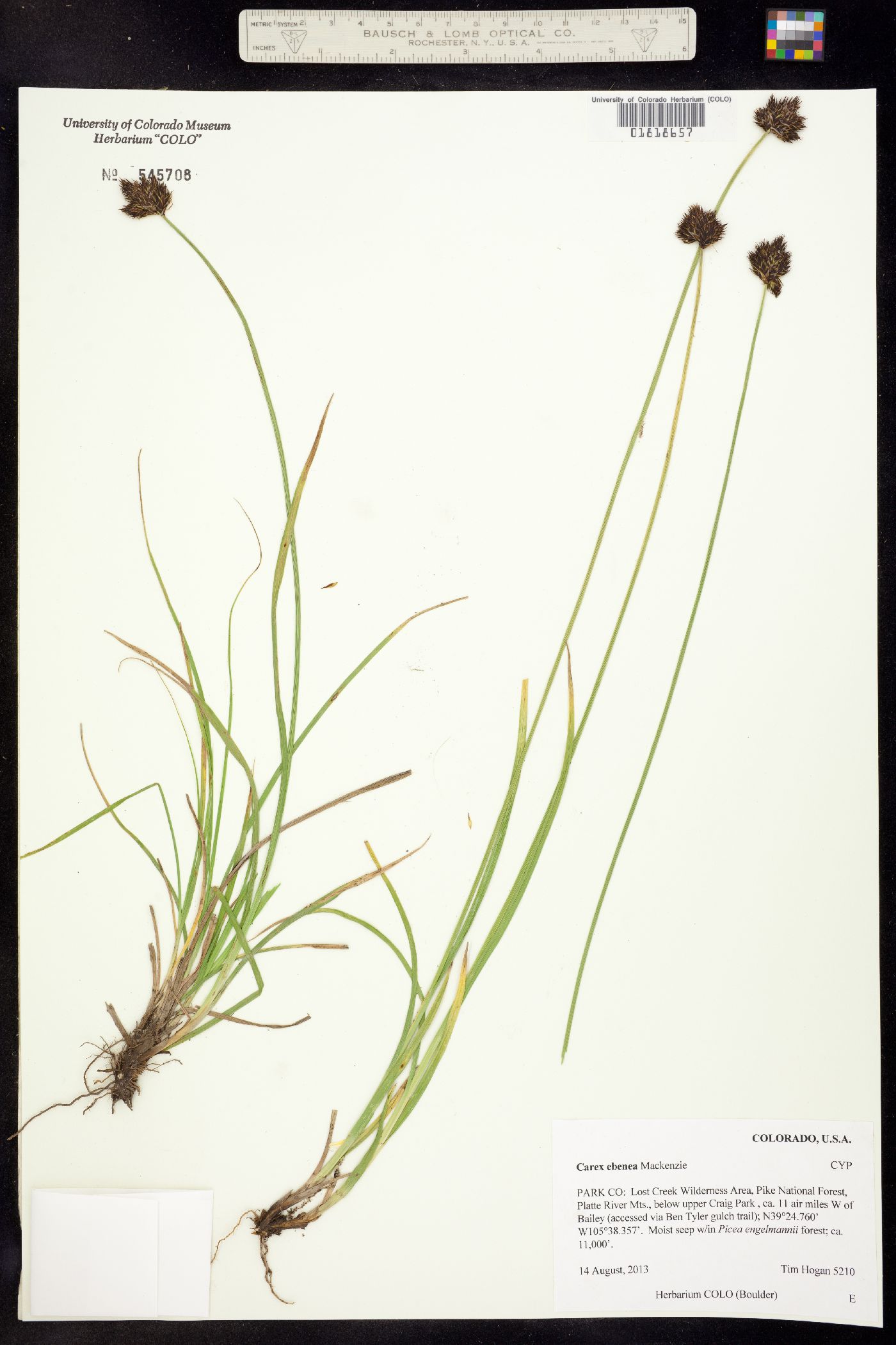 Carex ebenea image