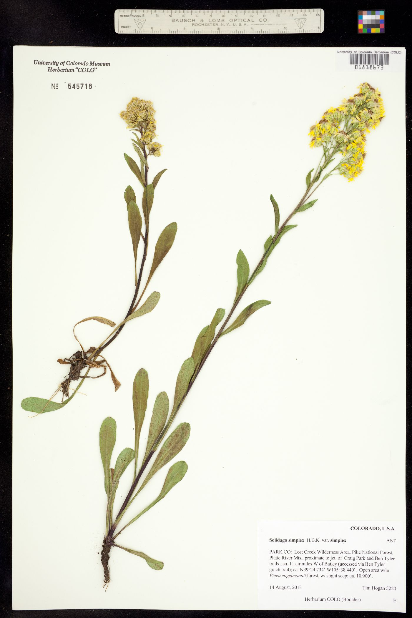 Solidago simplex var. simplex image