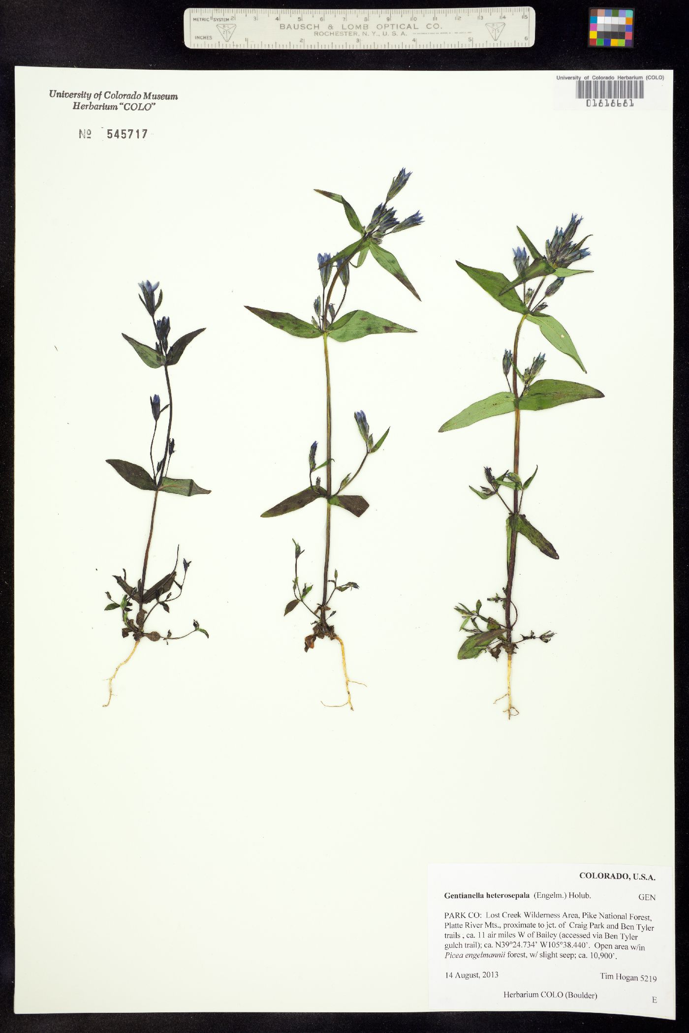 Gentianella amarella ssp. heterosepala image