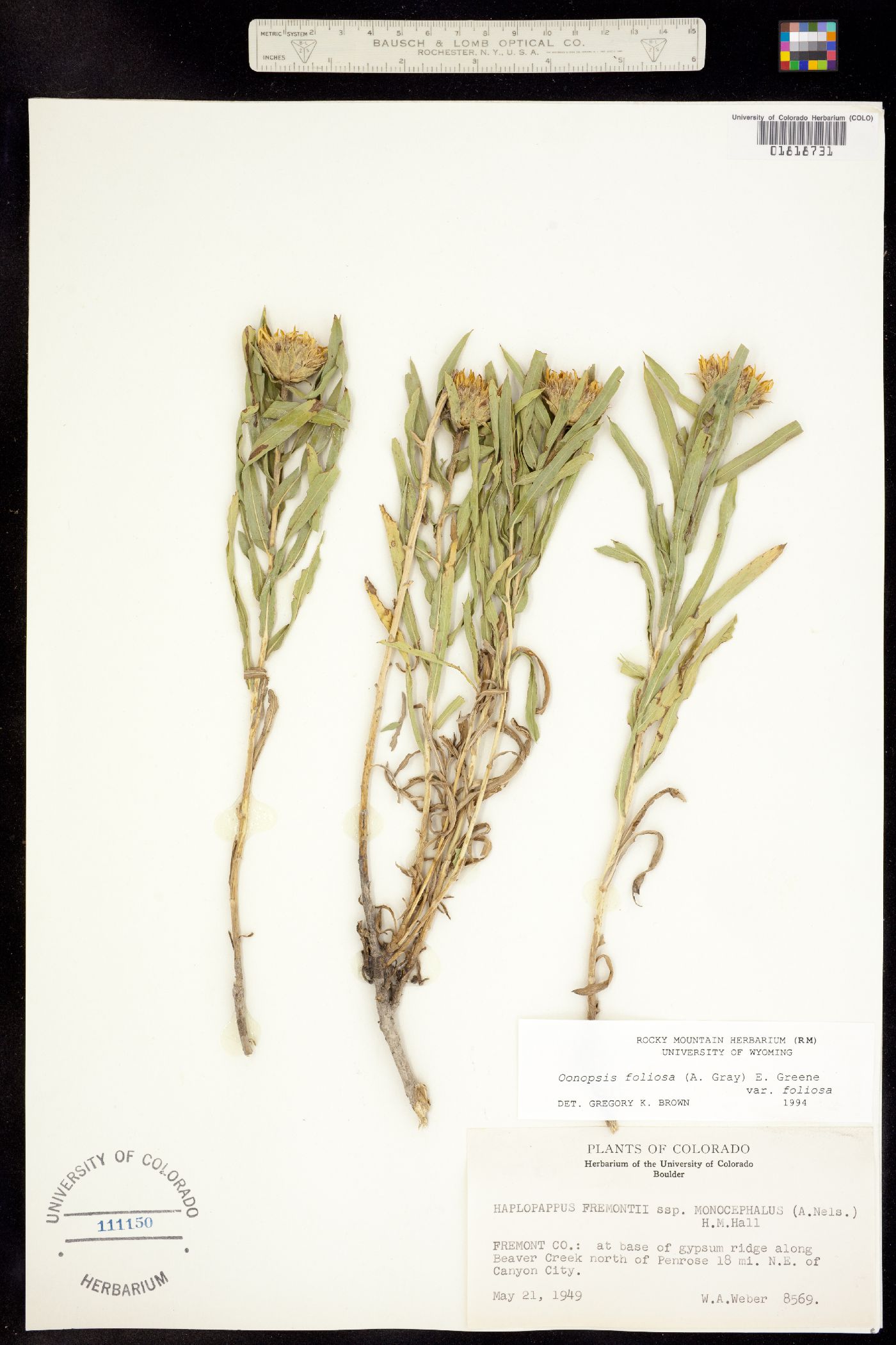 Oonopsis foliosa var. foliosa image