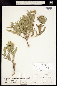 Oönopsis foliosa image