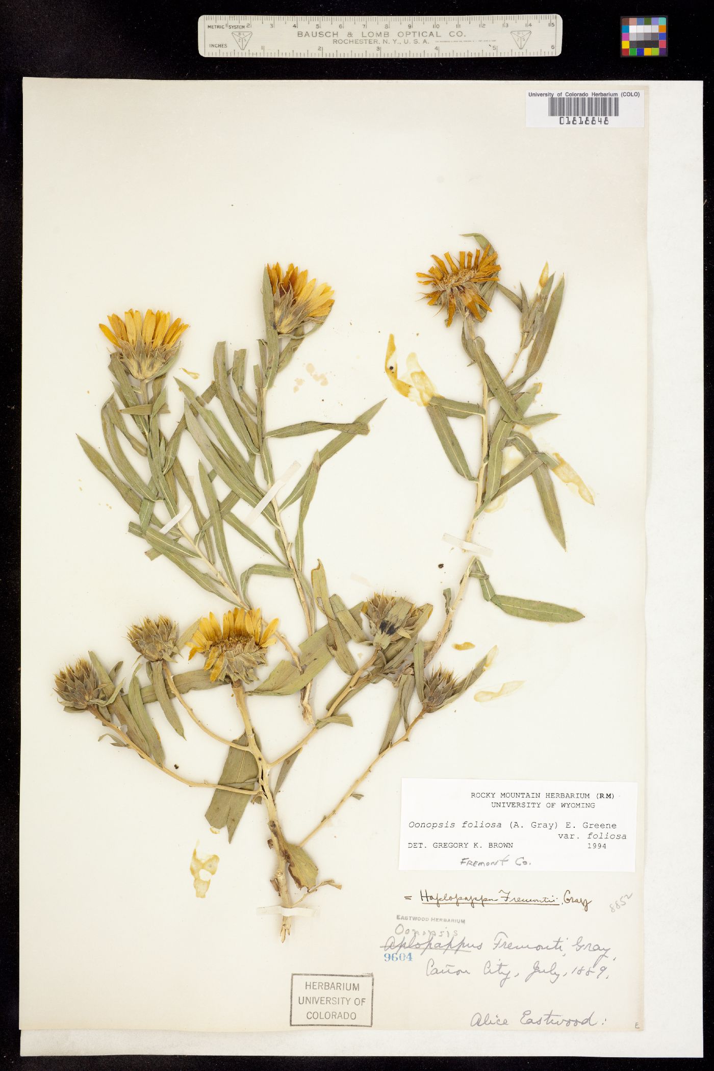 Oönopsis foliosa var. foliosa image