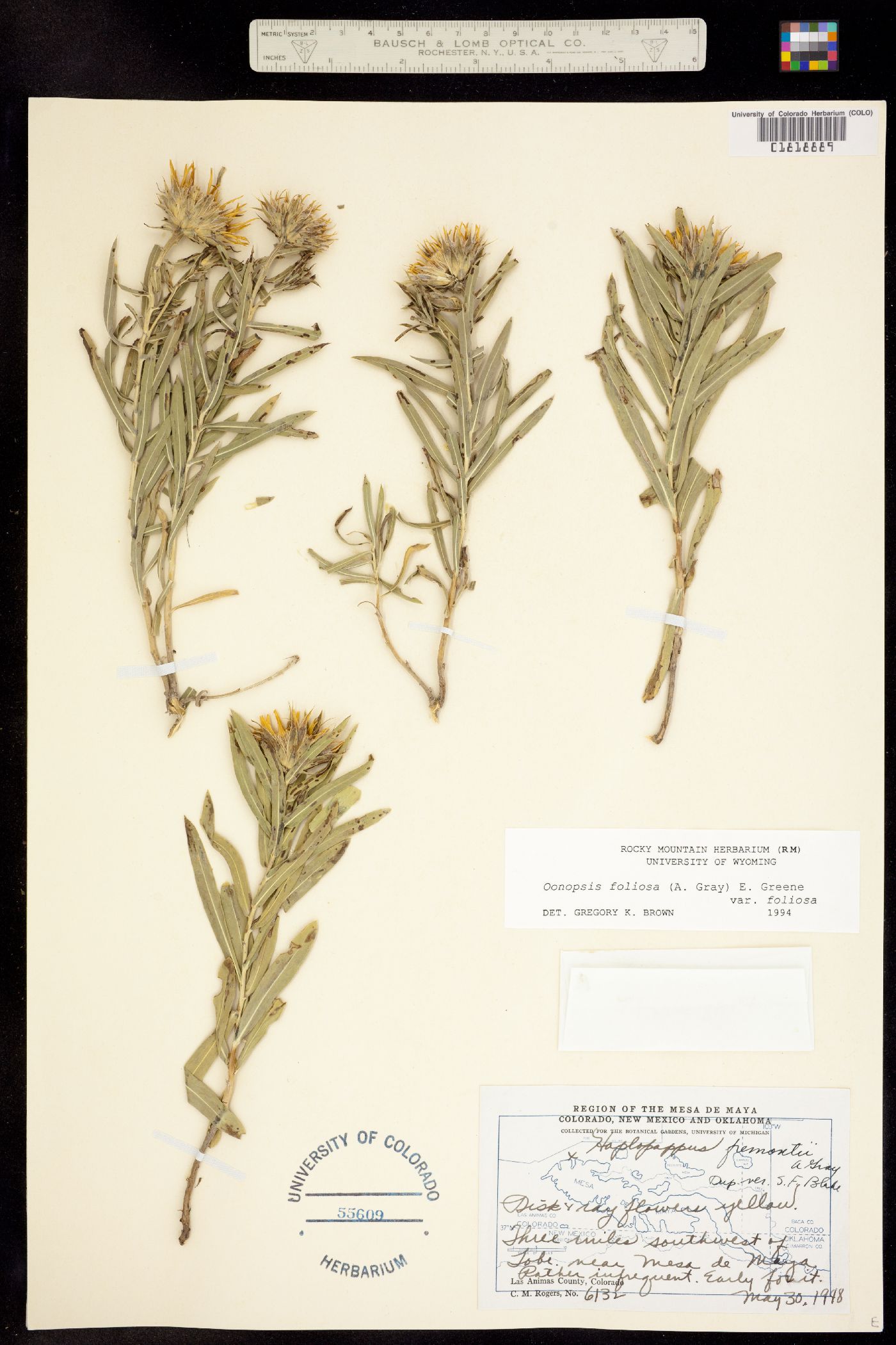 Oönopsis foliosa var. foliosa image