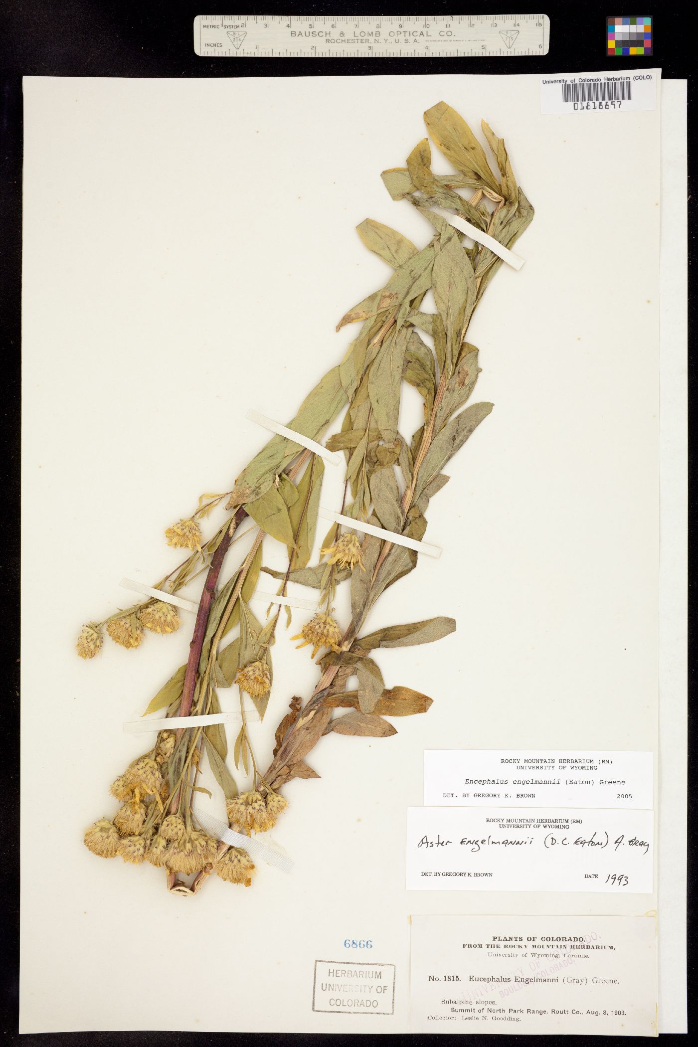 Eucephalus engelmannii image