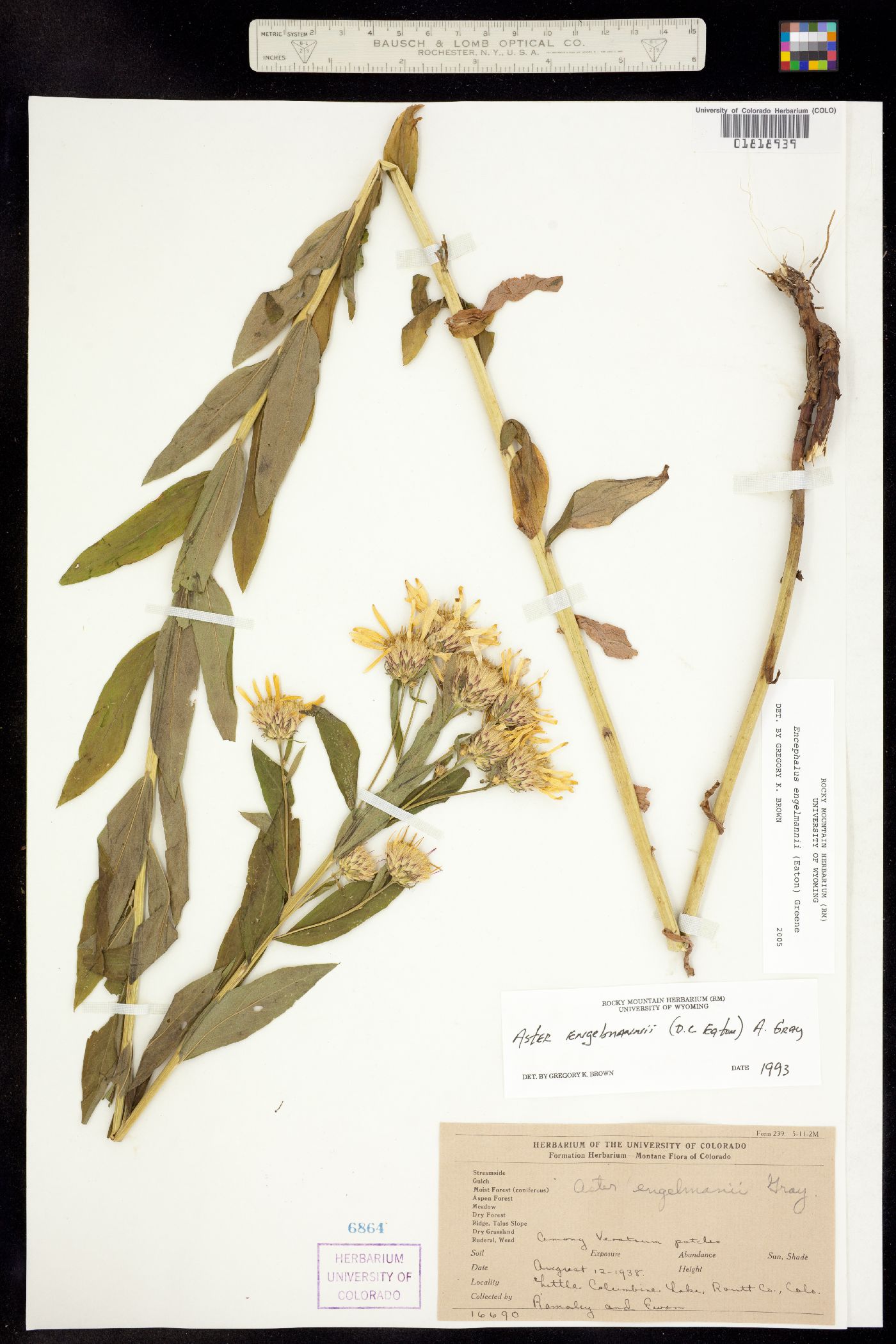 Eucephalus engelmannii image