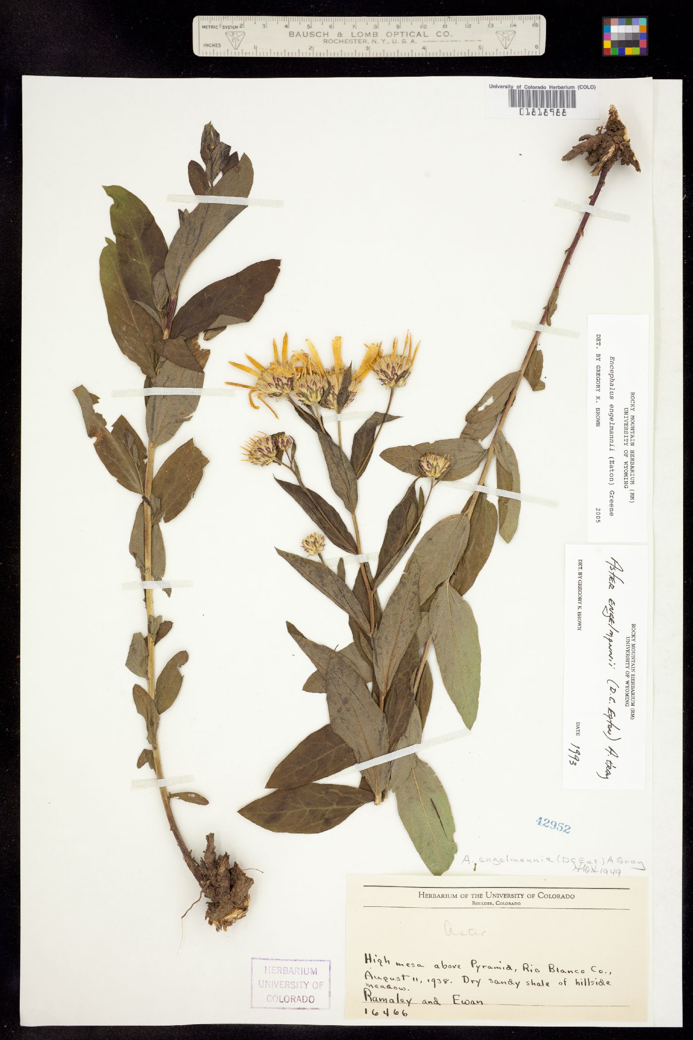 Eucephalus engelmannii image