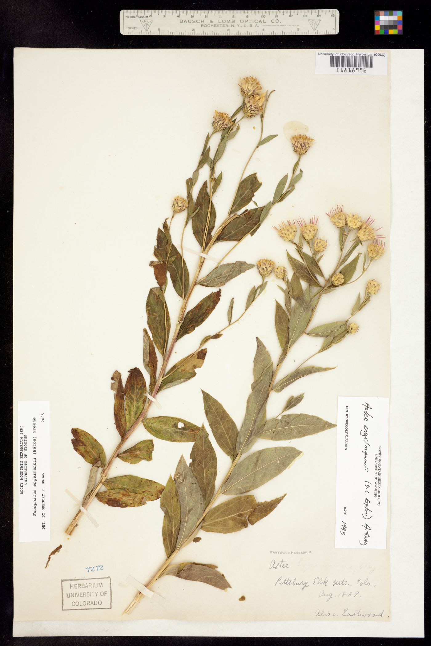 Eucephalus engelmannii image
