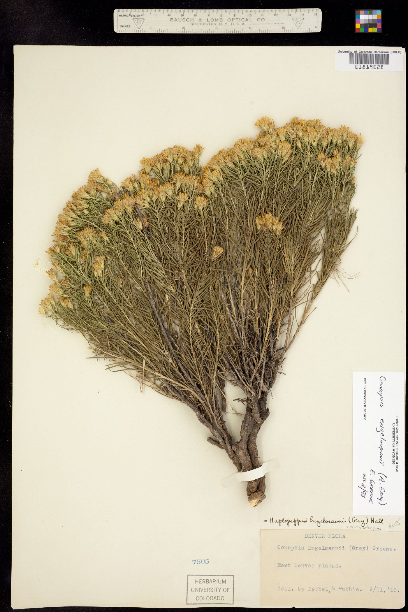 Oonopsis image