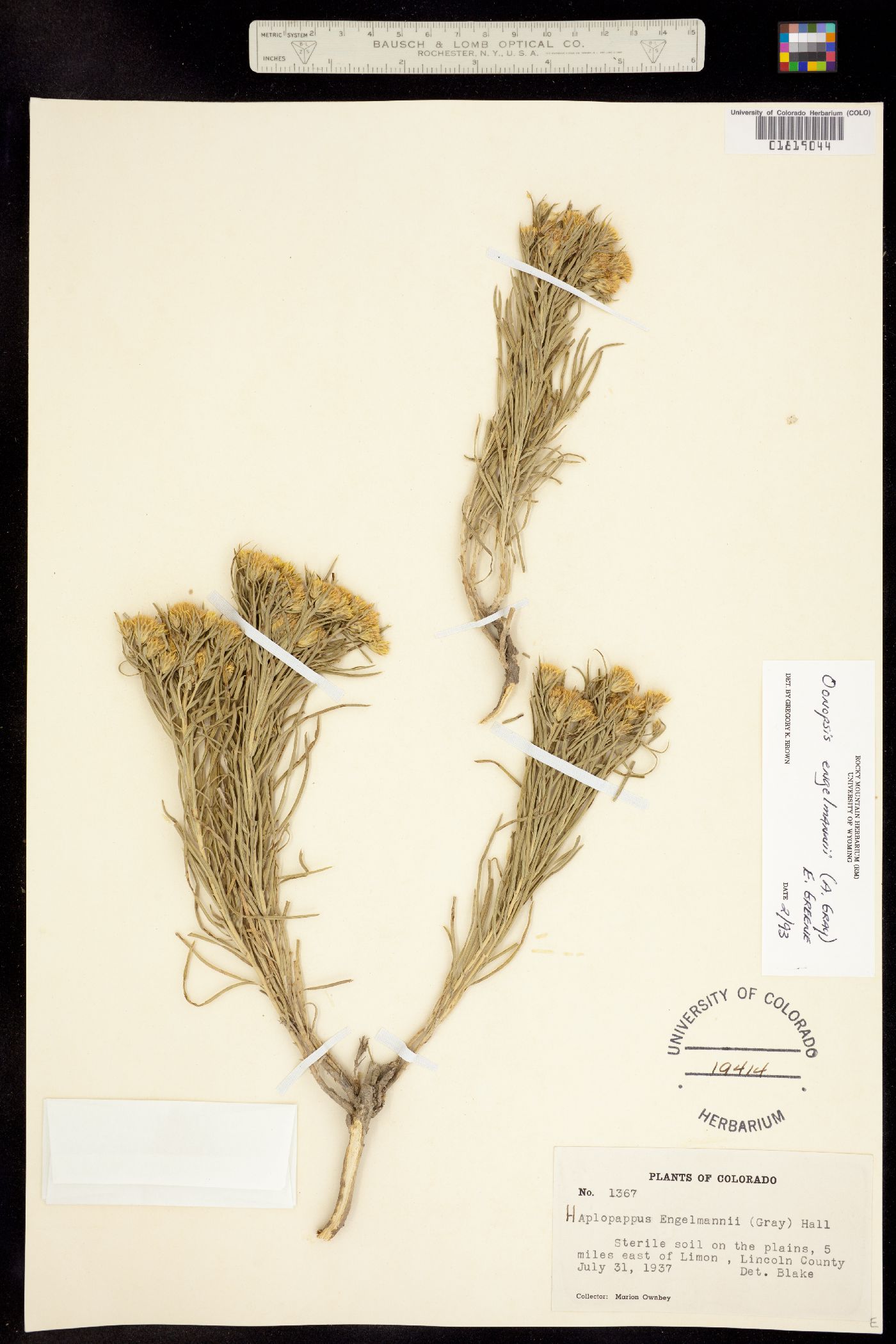 Oonopsis engelmannii image