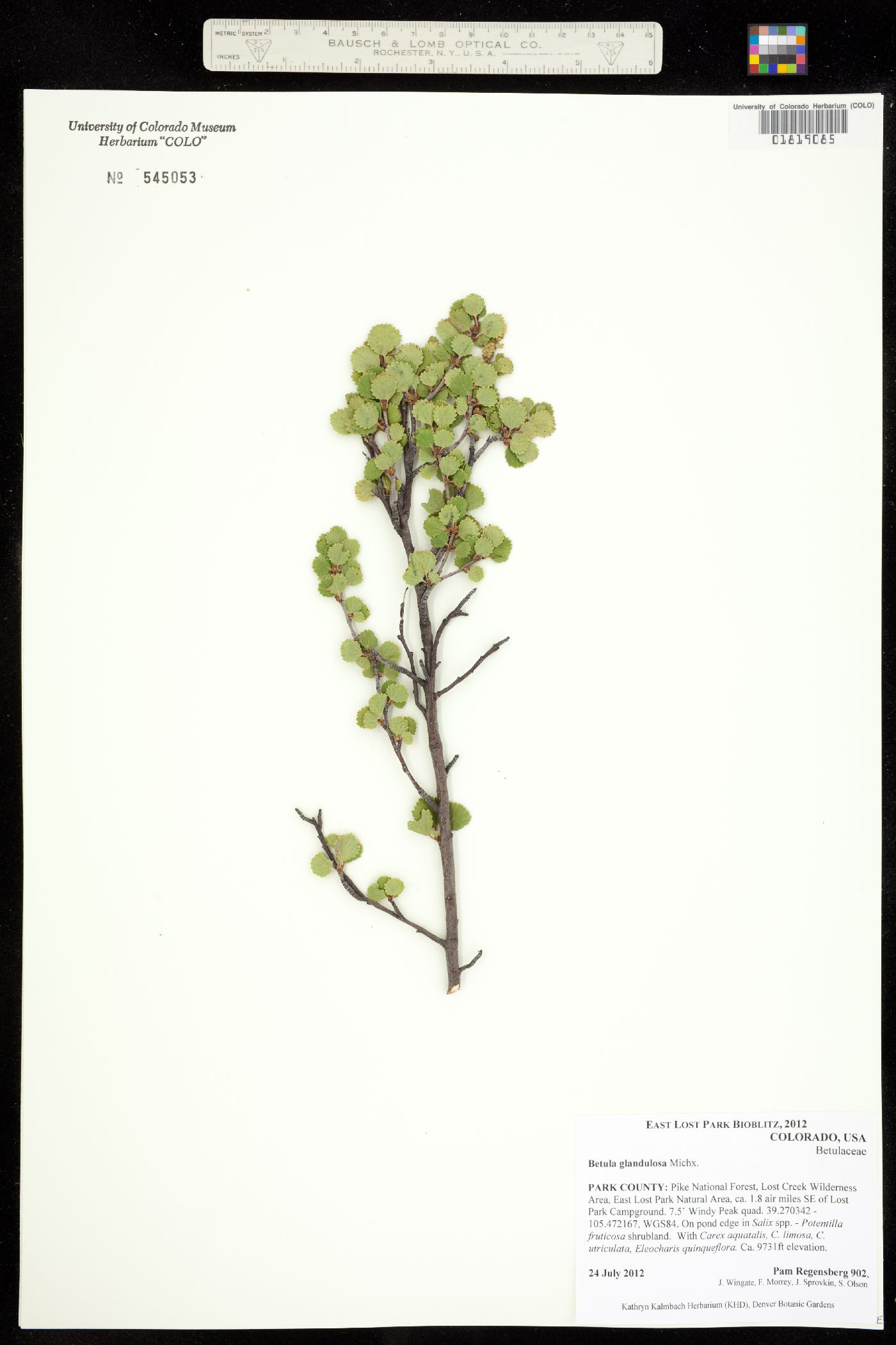 Betula glandulosa image