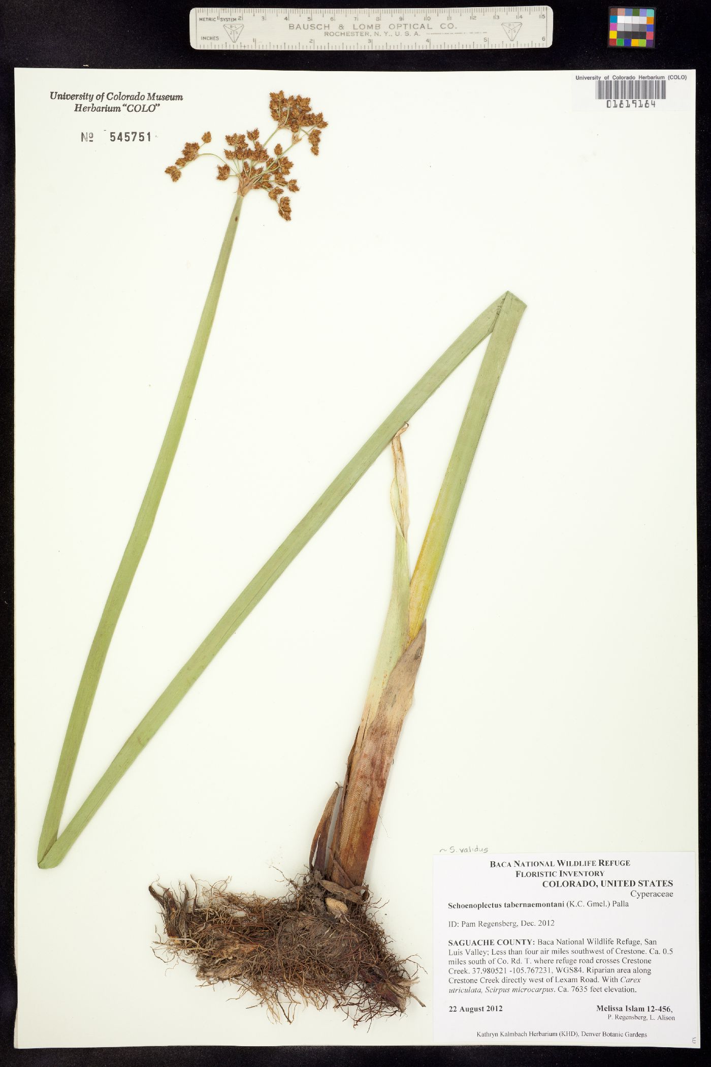 Schoenoplectus tabernaemontani image