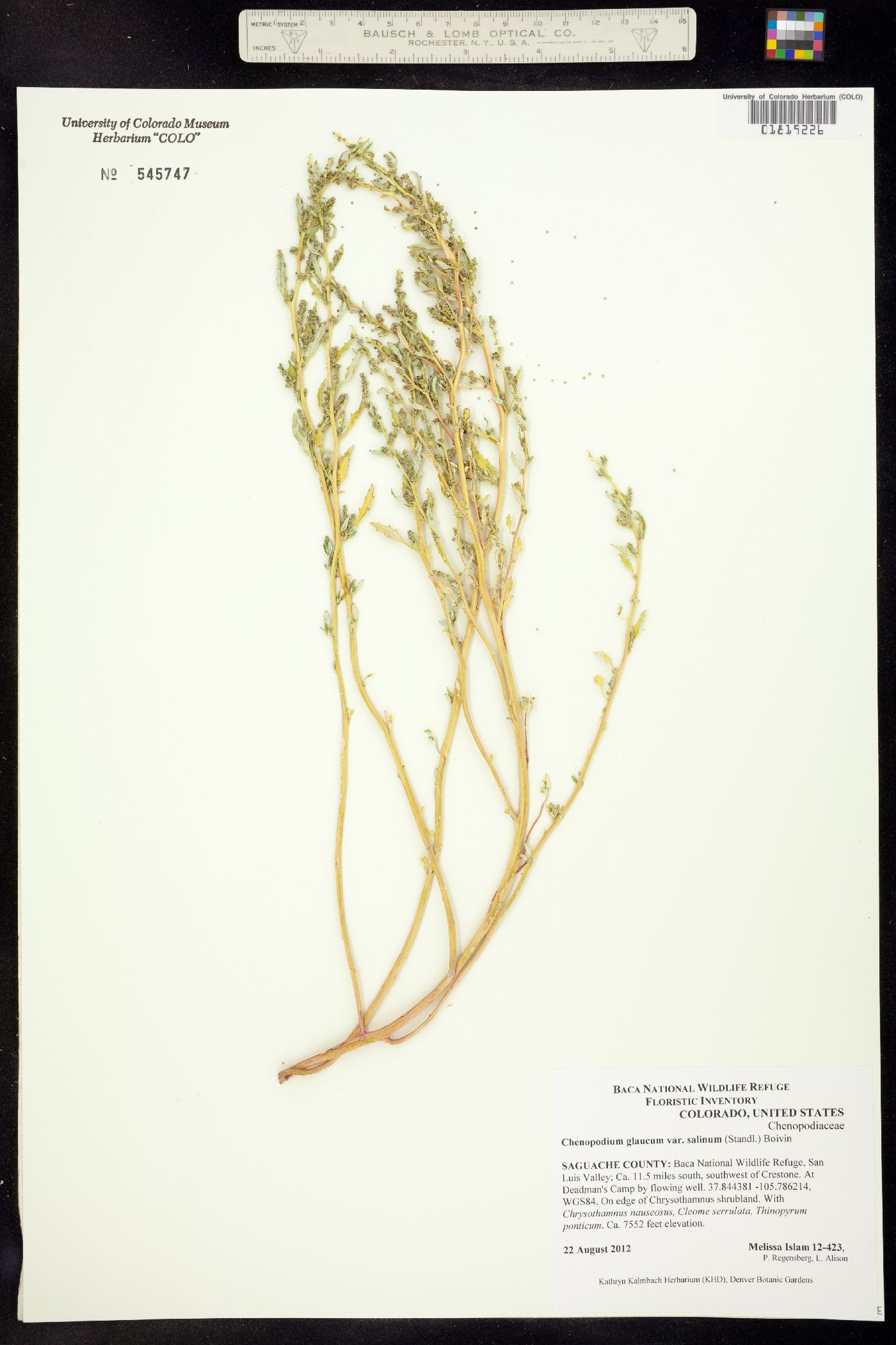 Chenopodium glaucum image