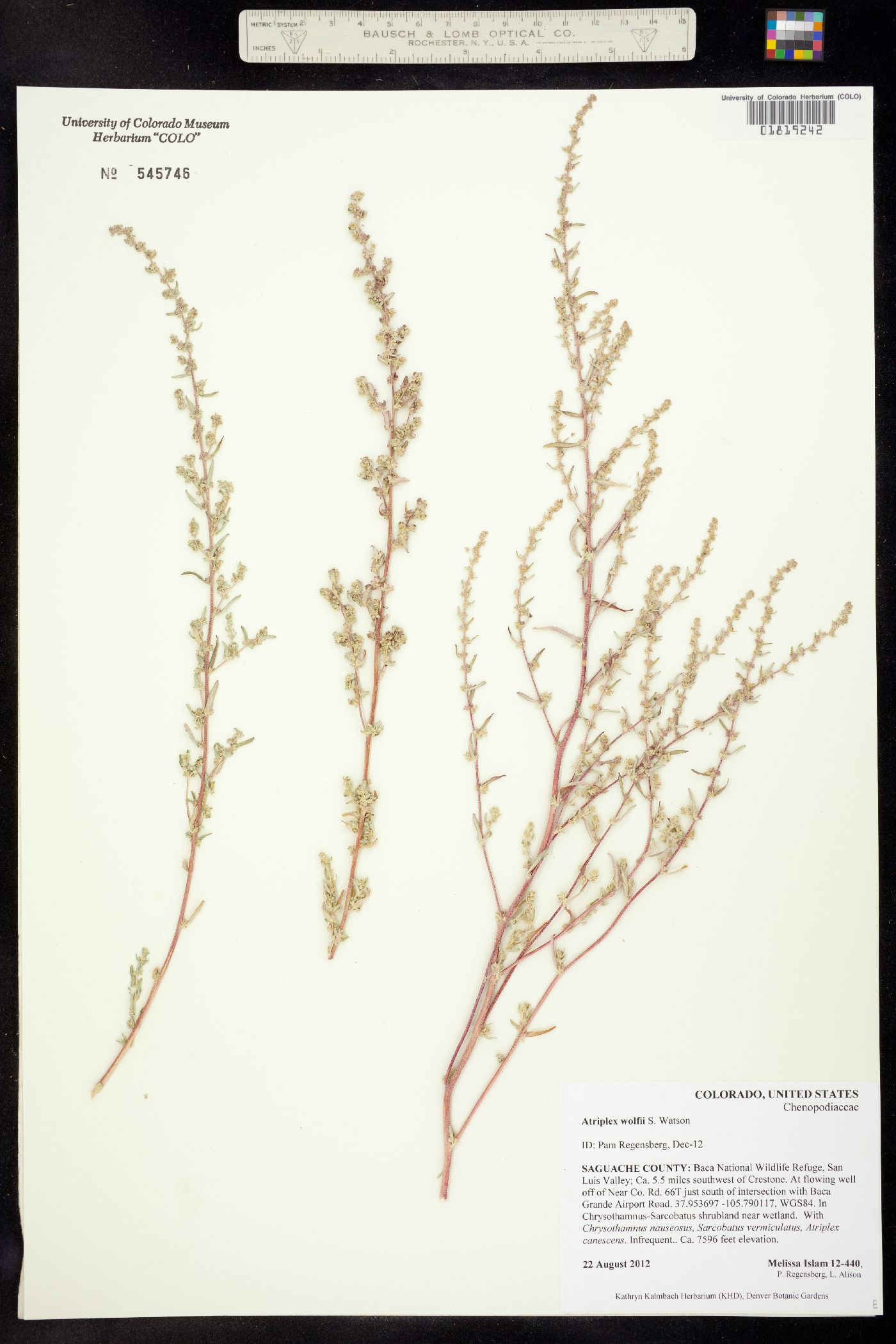 Atriplex wolfii image