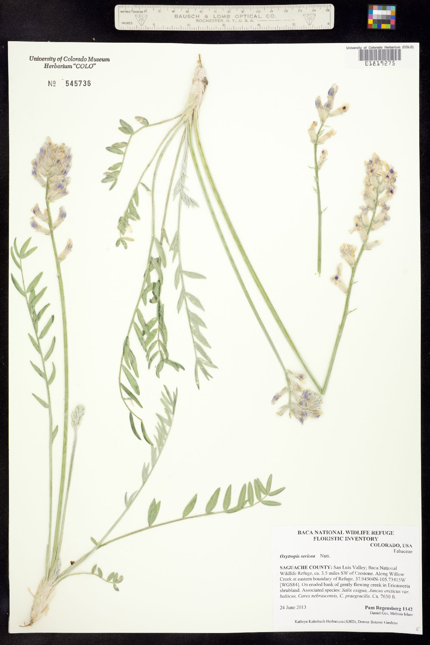 Oxytropis sericea image